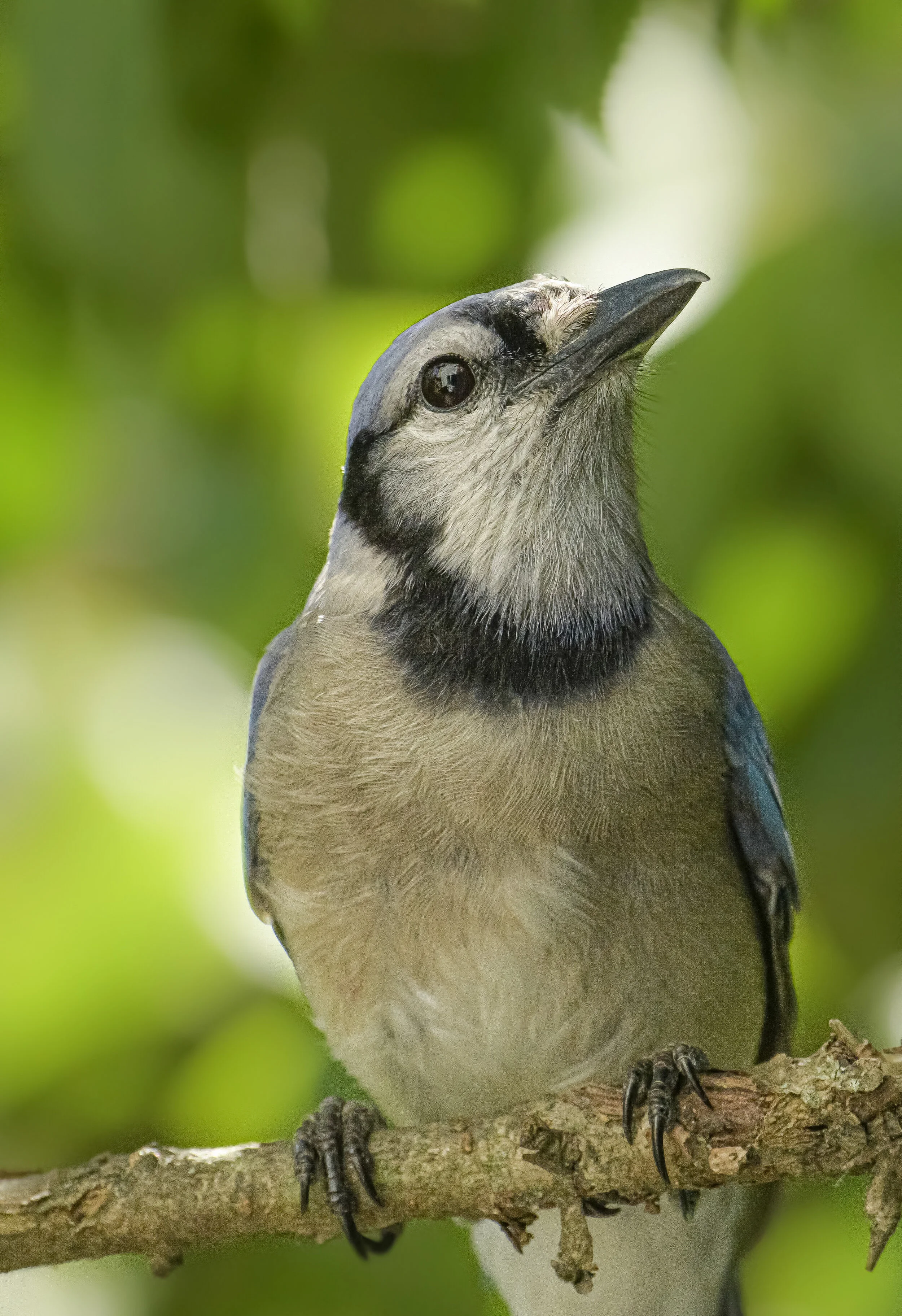 Blue-Jay in Yardley, PA