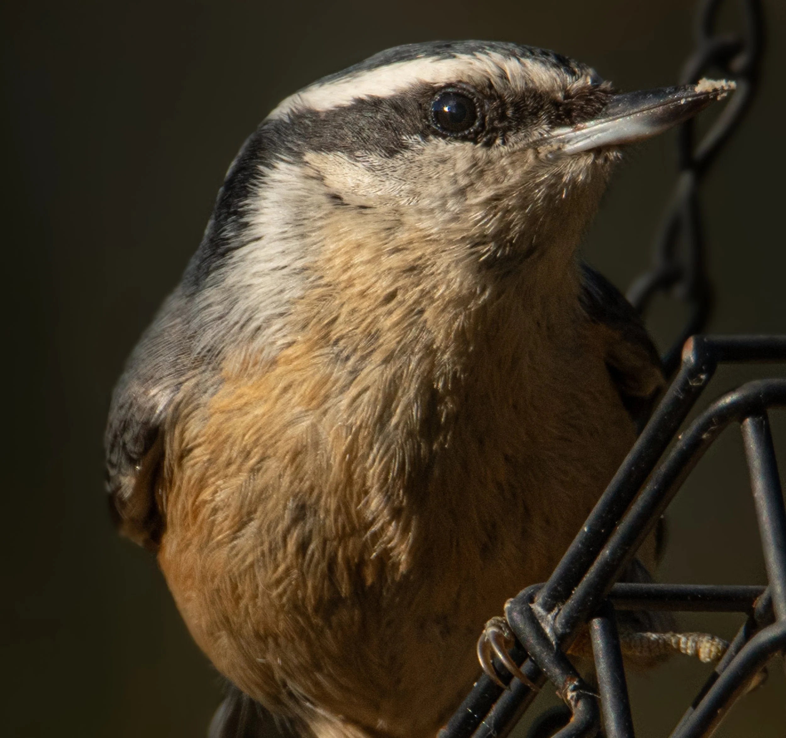 Red-breasted Nuthatch