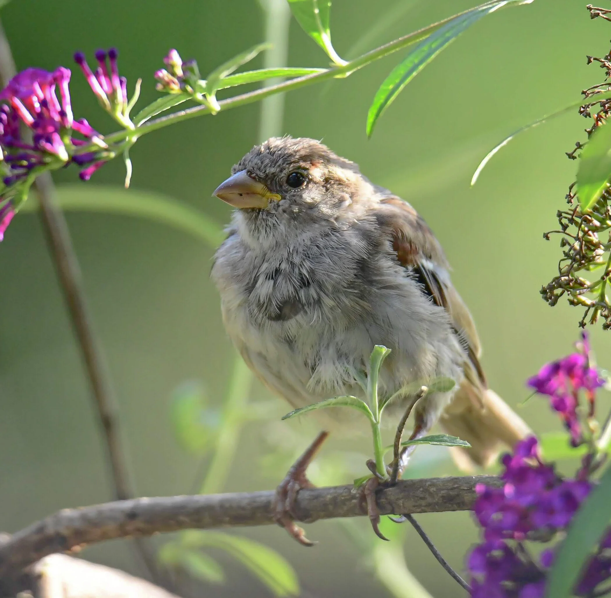 House Sparrow in Yardley, PA