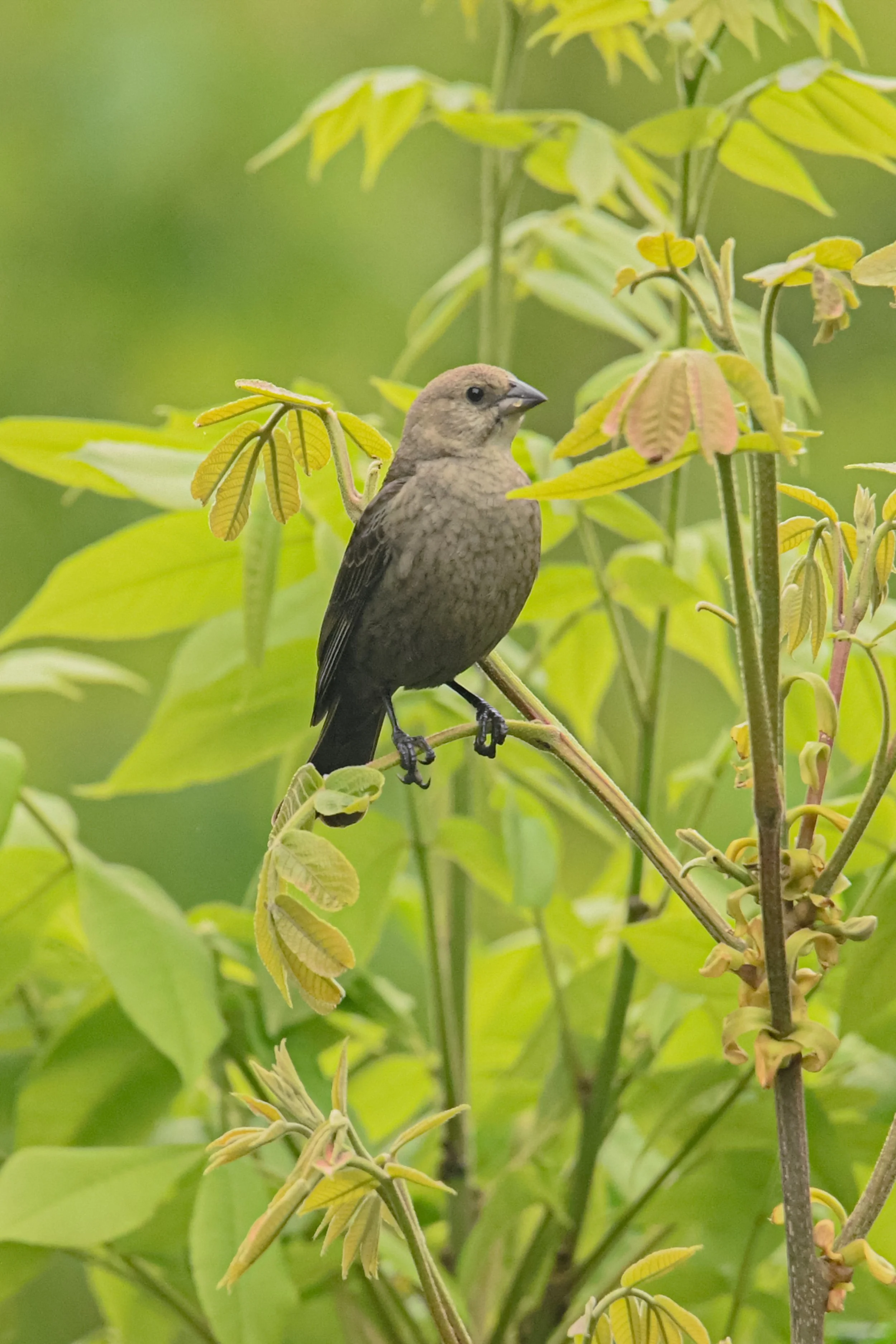 Cowbird