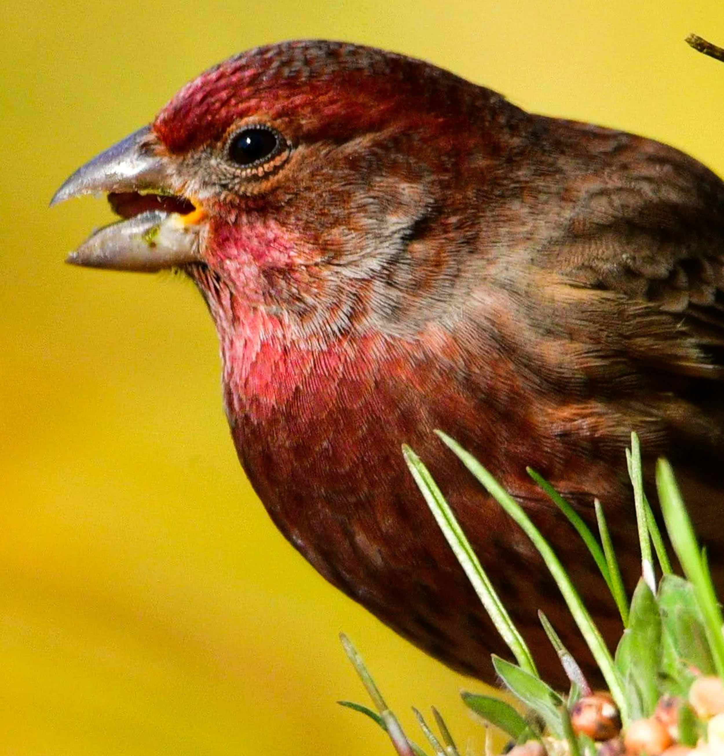 House FInch