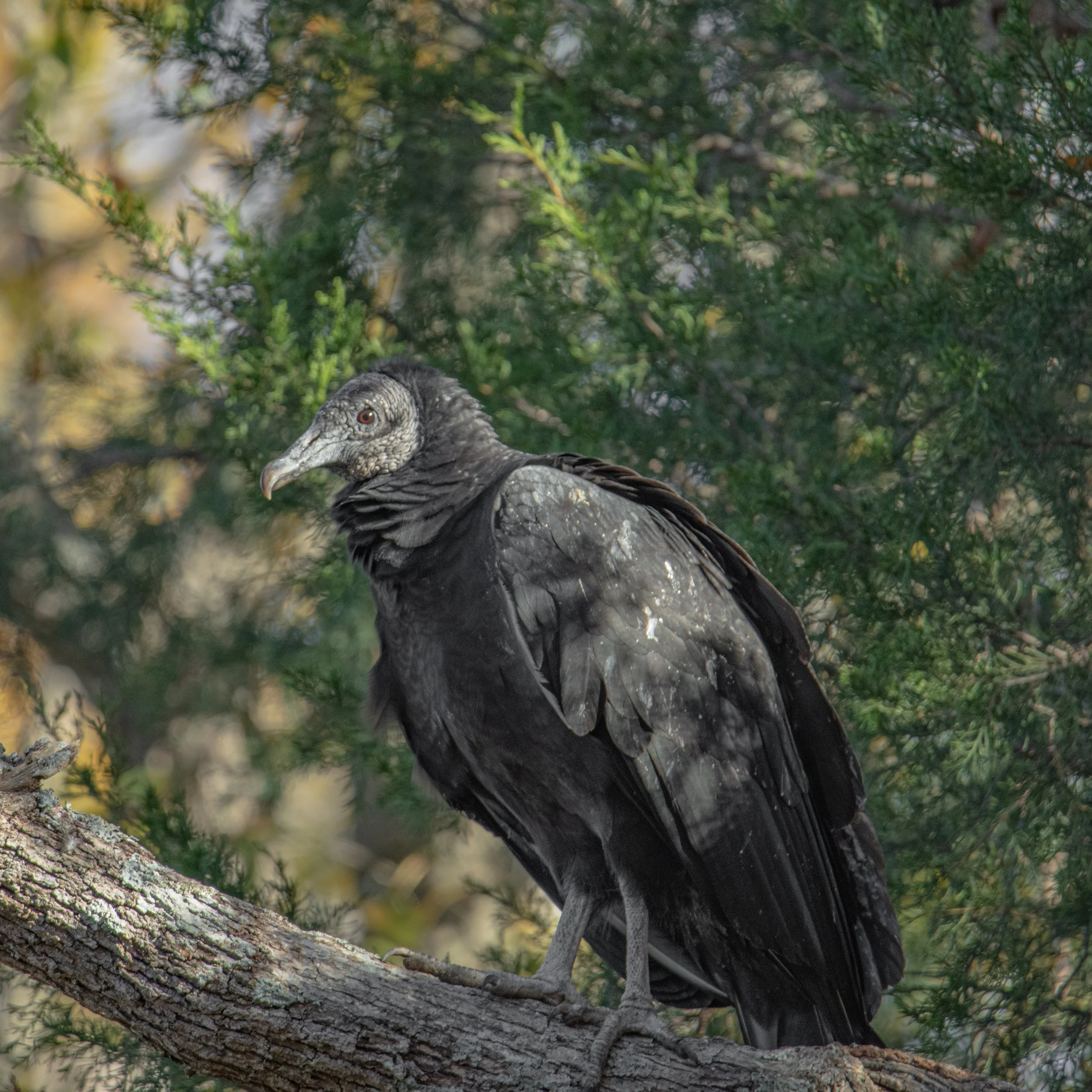 Black Vulture