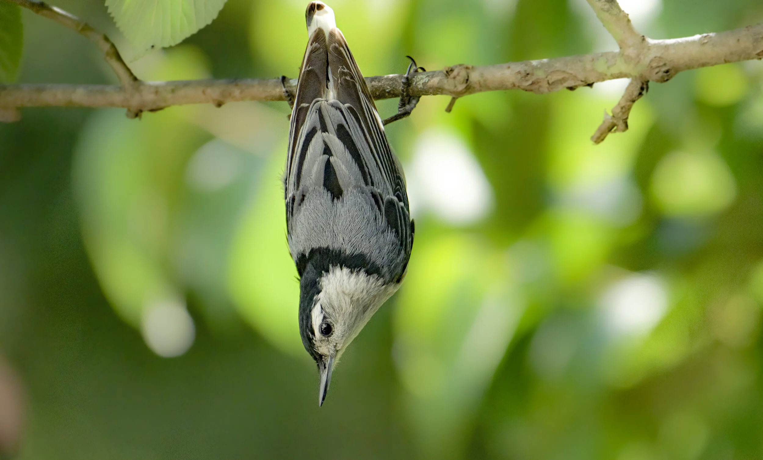 White Breasted Nuthatch in Yardley, PA