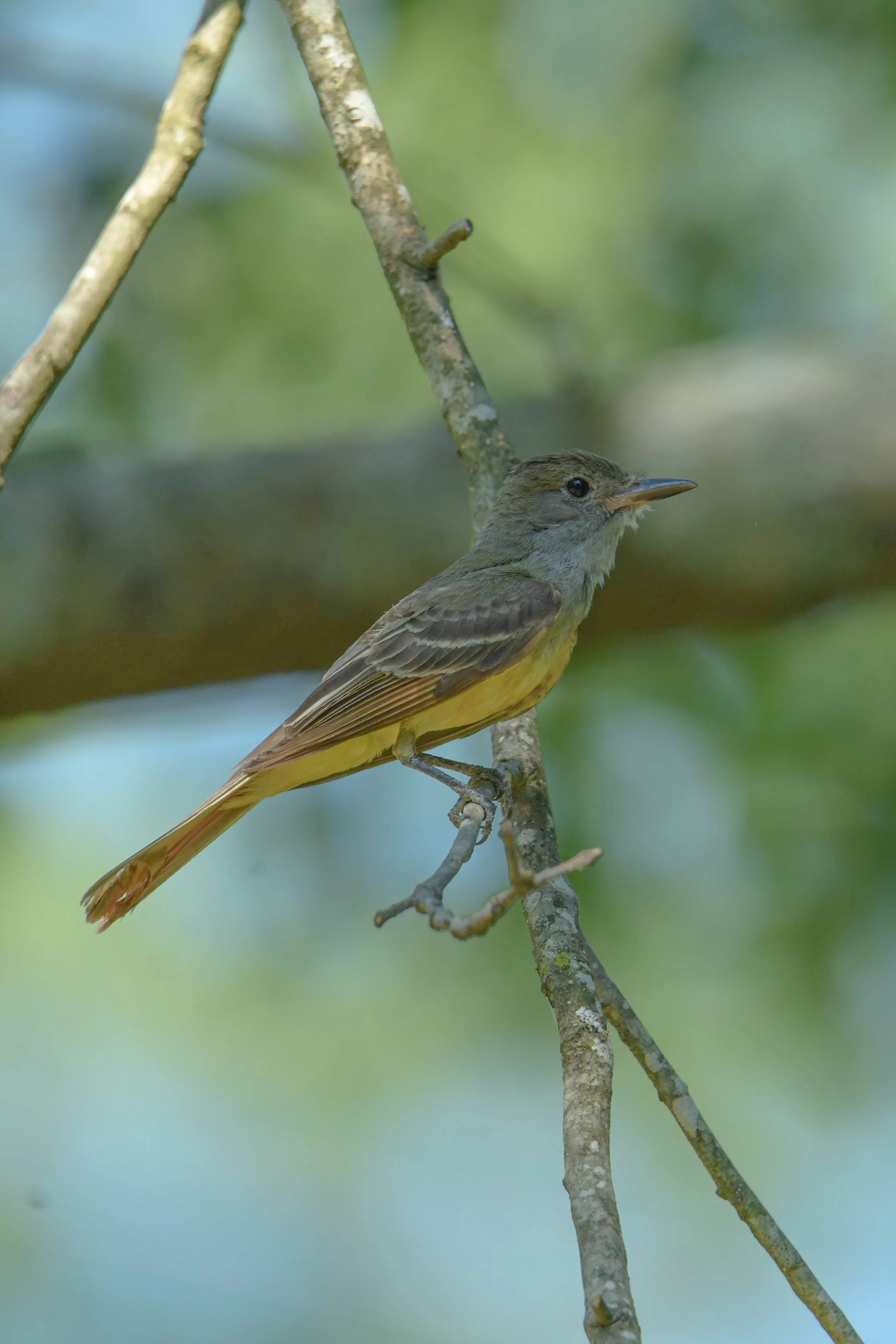 Great Crested Flycatcher