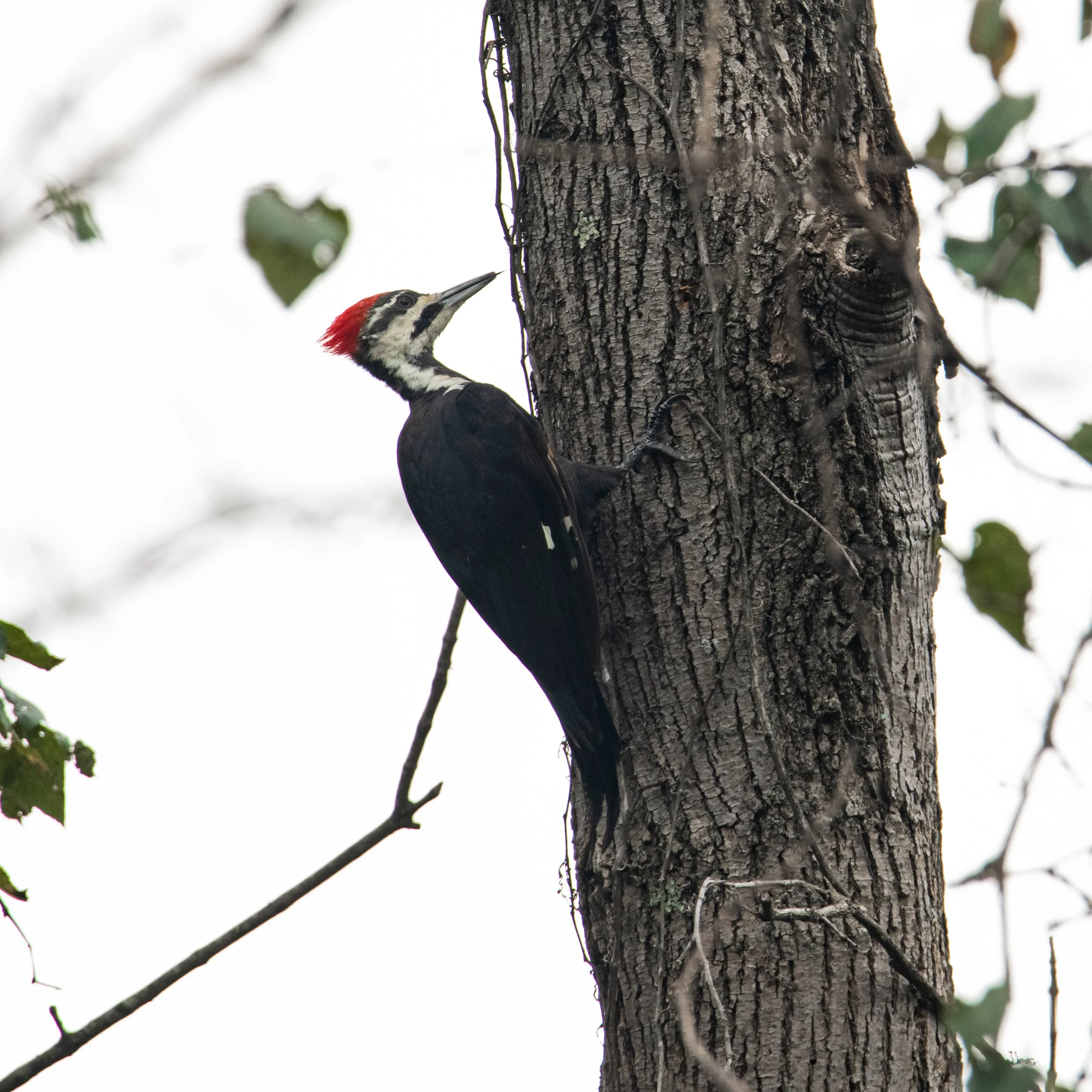 Pileated Woodpecker