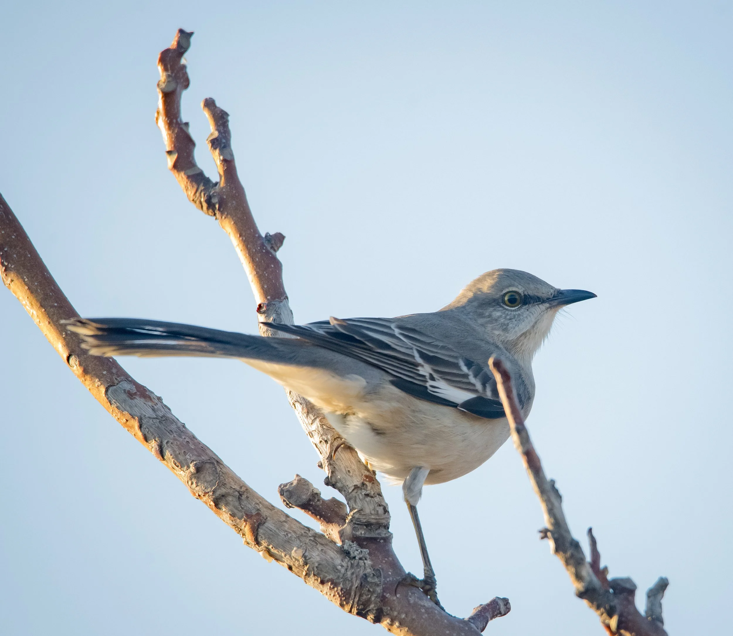 Northern Mockingbird