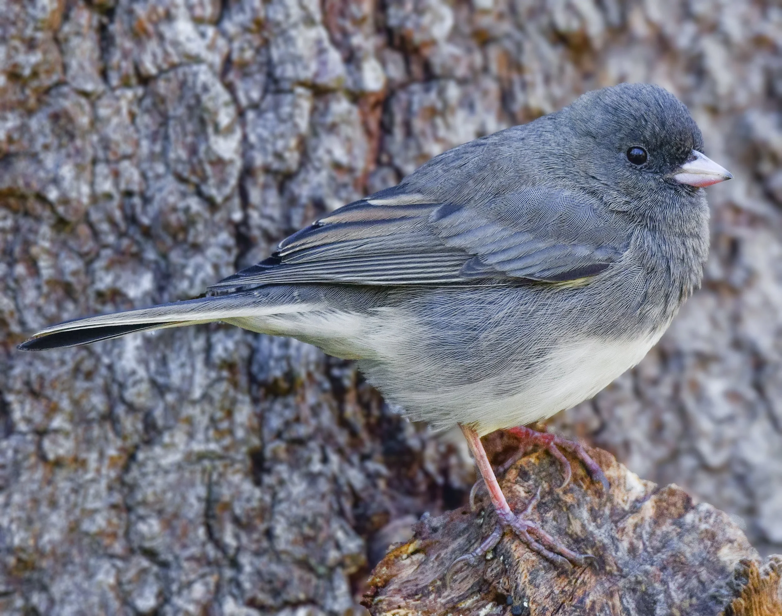 Dark-eyed Junco