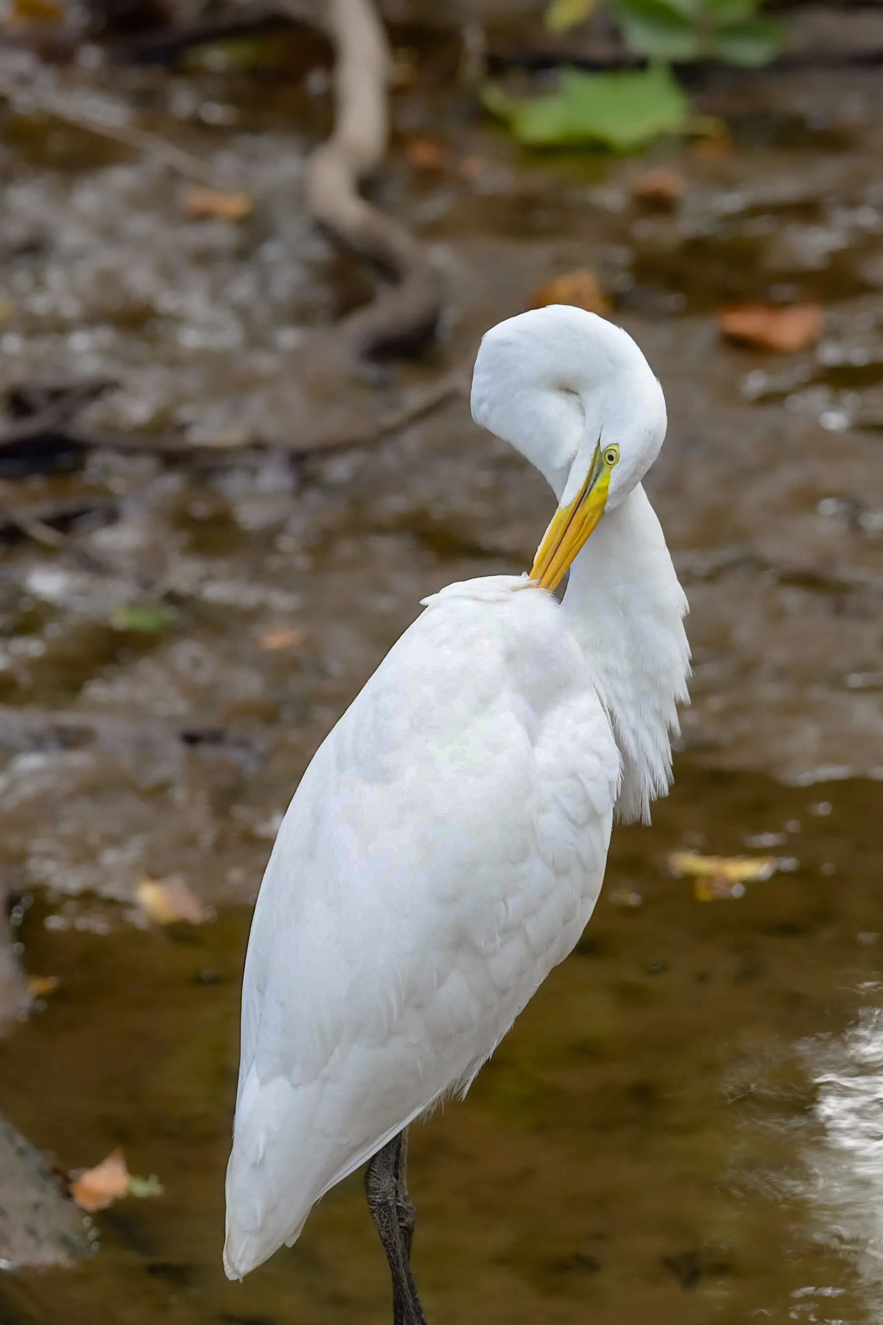 Great Egret at the Delaware Canal Towpath in Yardley, PA
