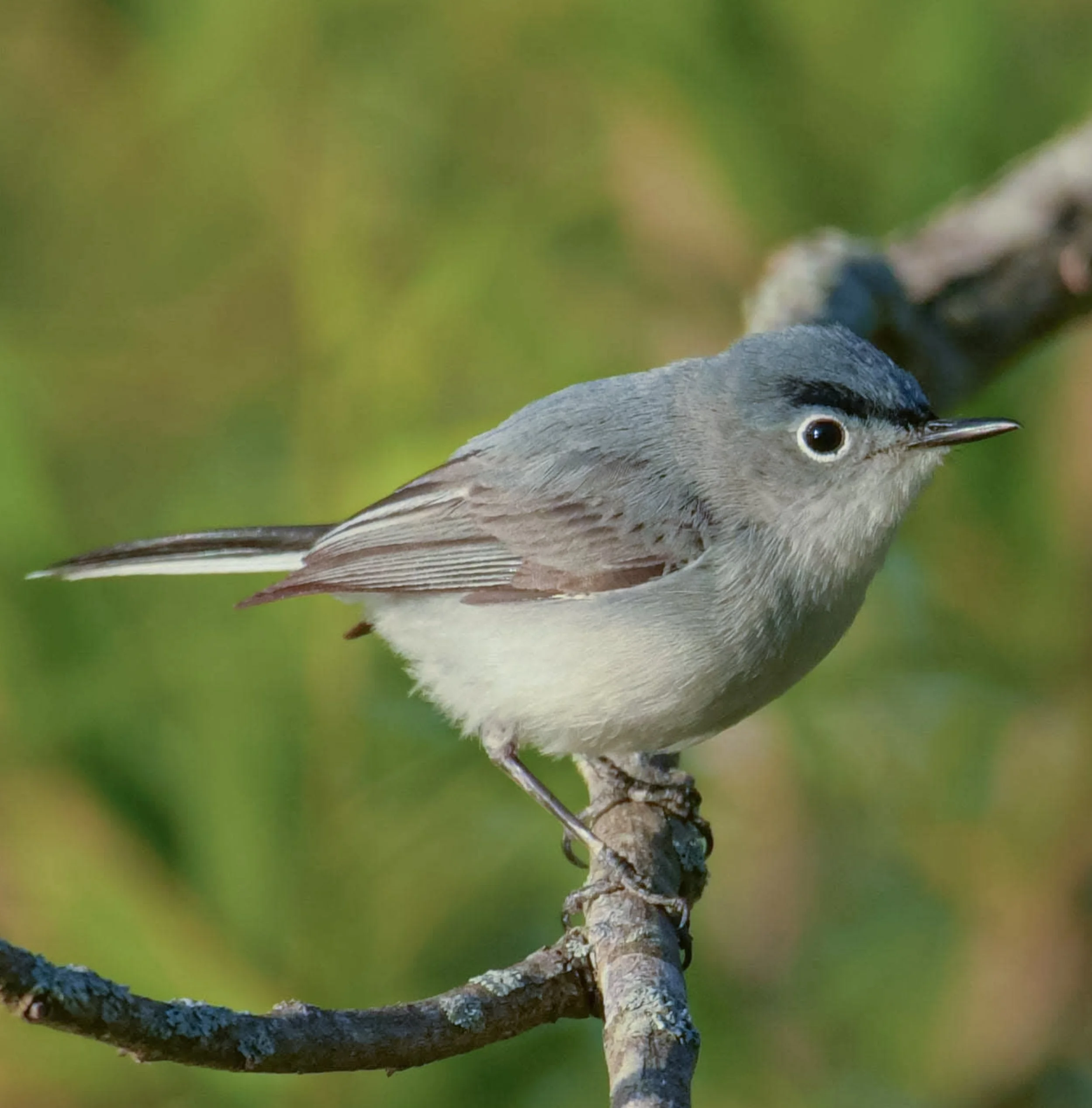 Grey gnatcatcher