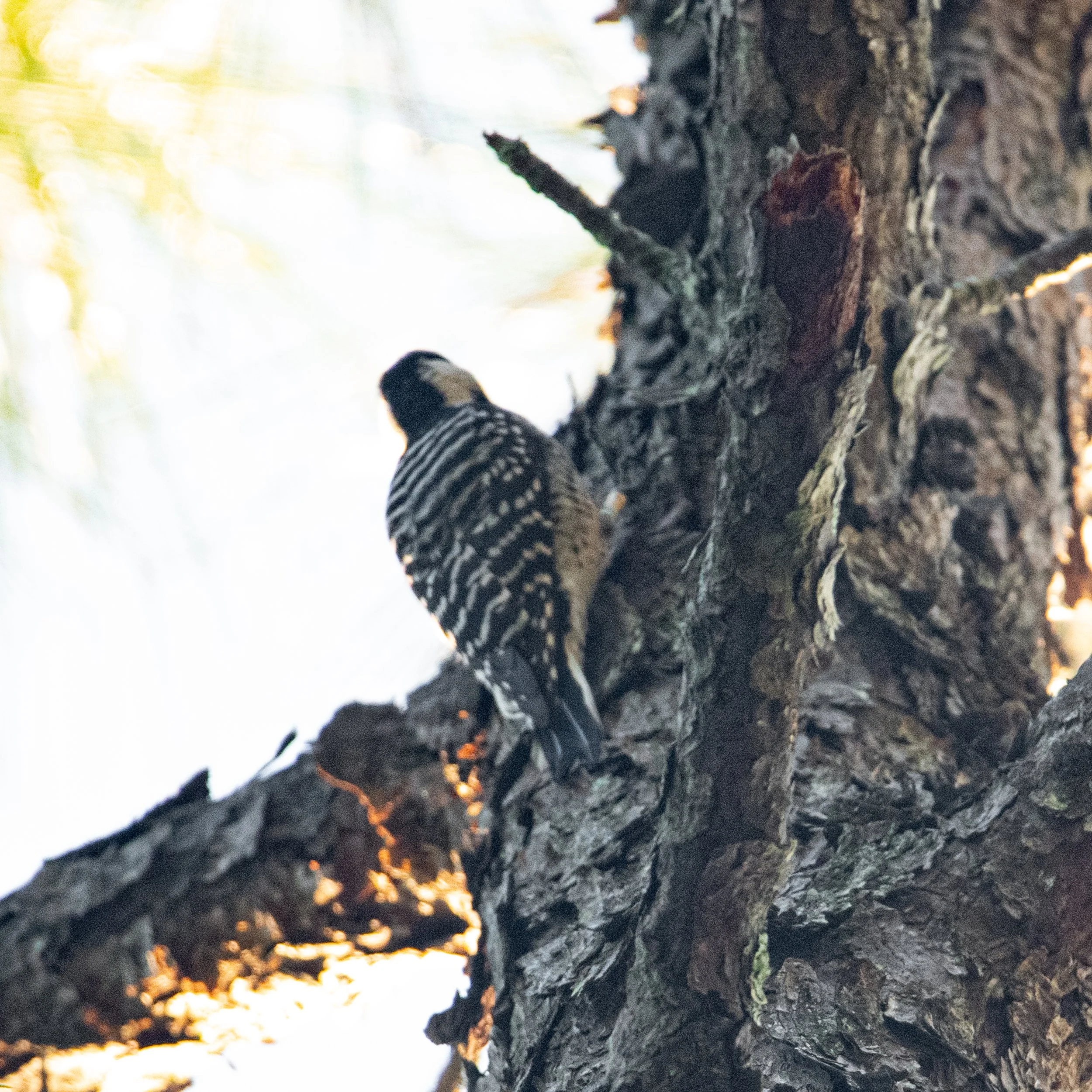 Red-cockaded Woodpecker