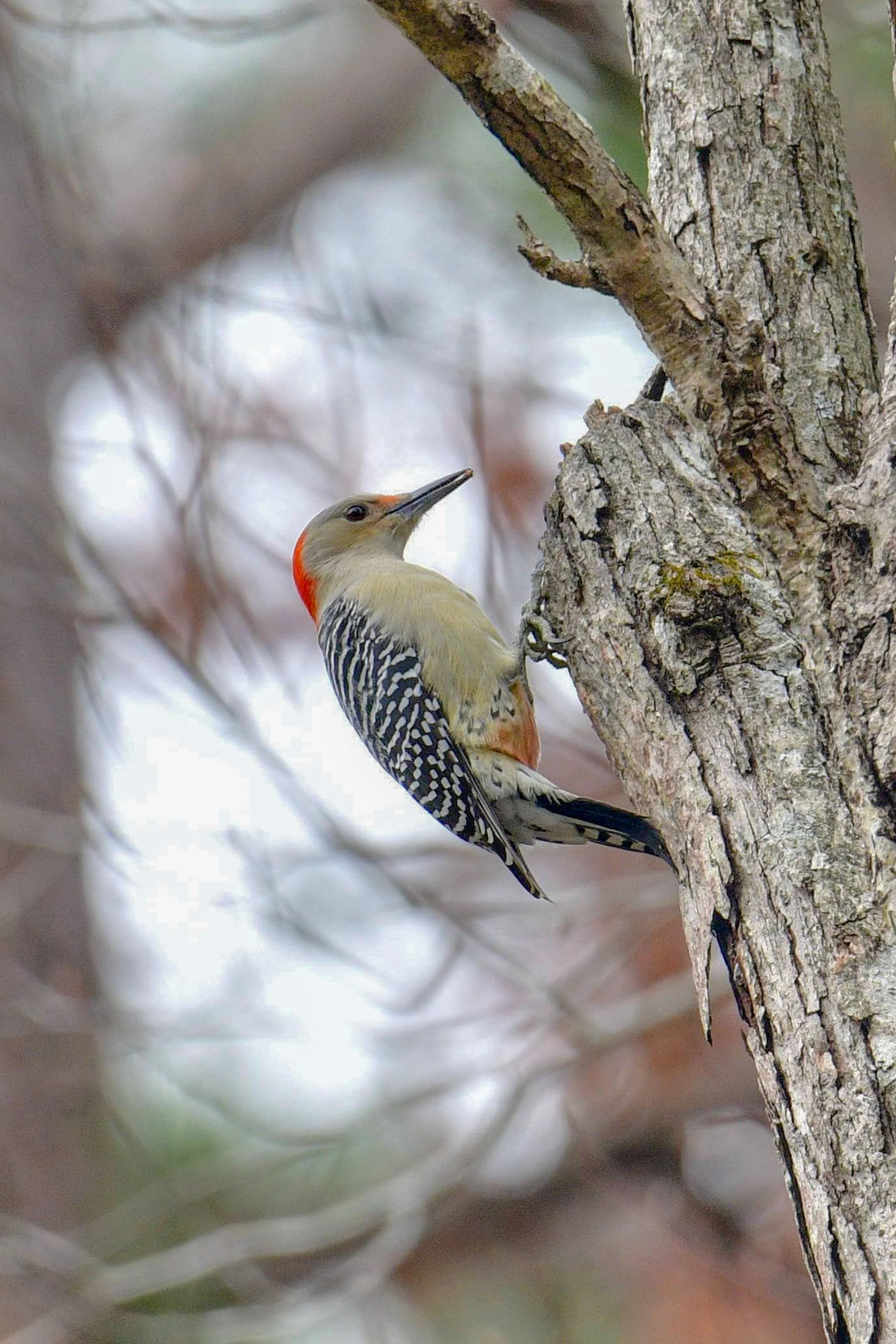 Red-bellied Woodpecker