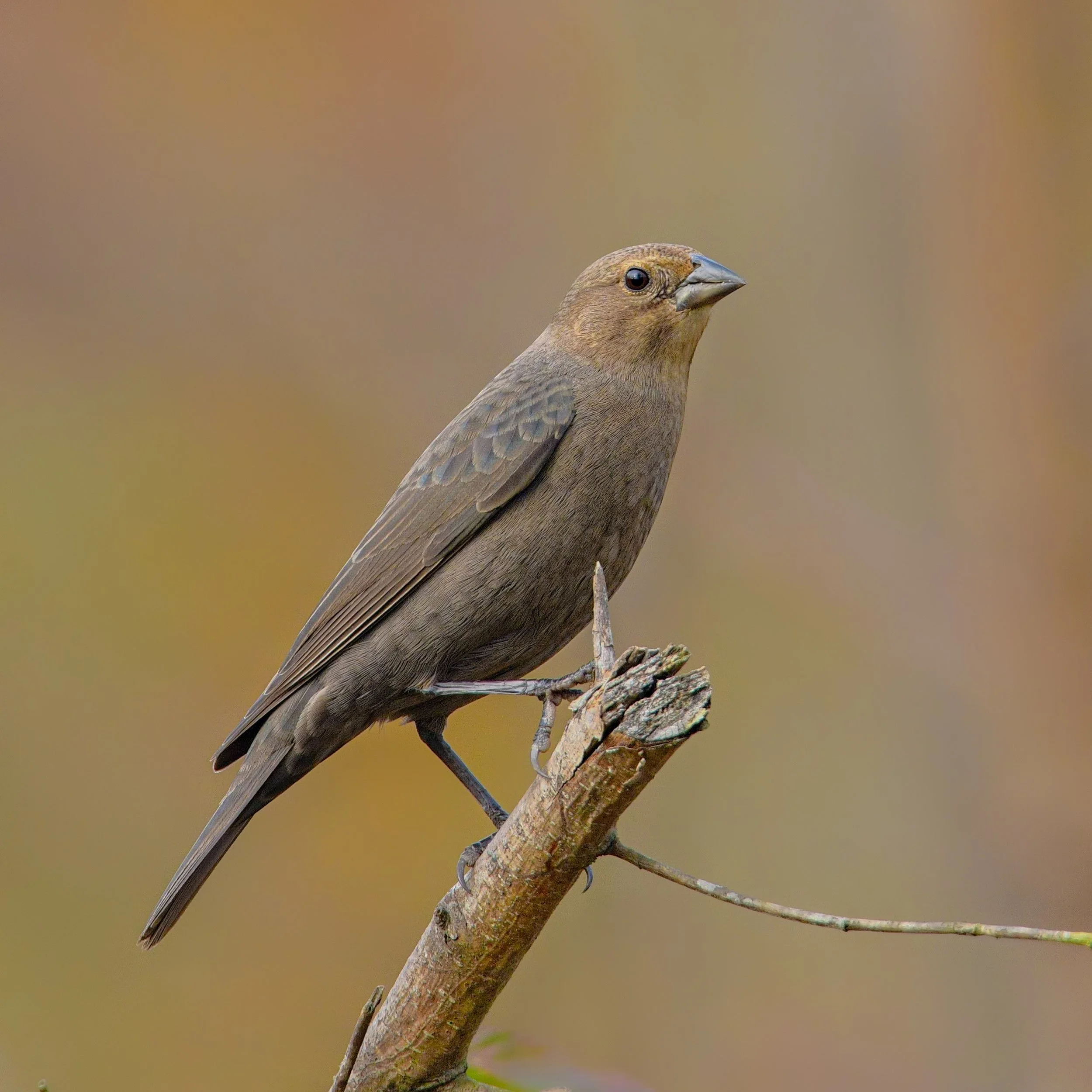 Cowbird