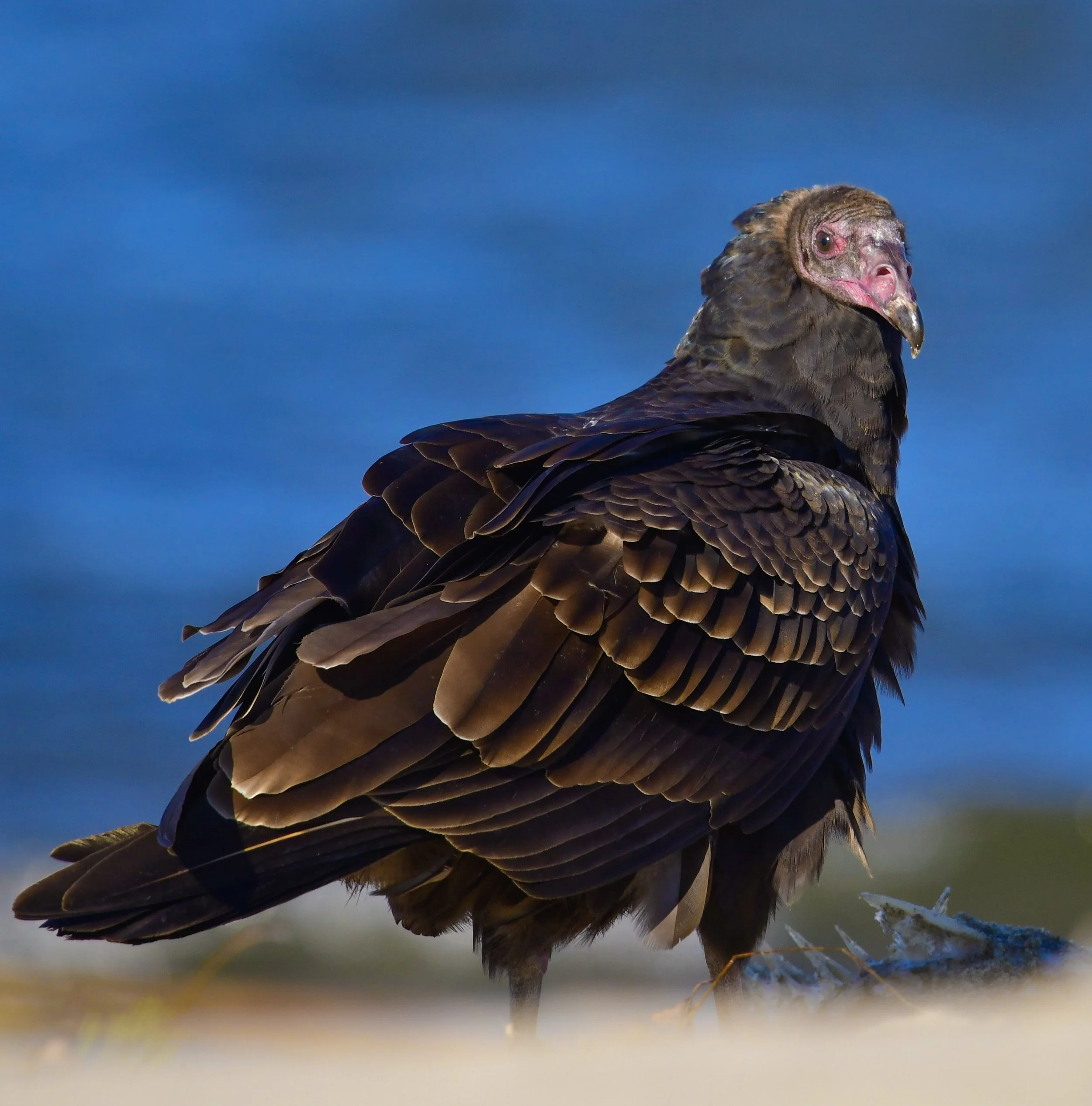 Turkey Vulture