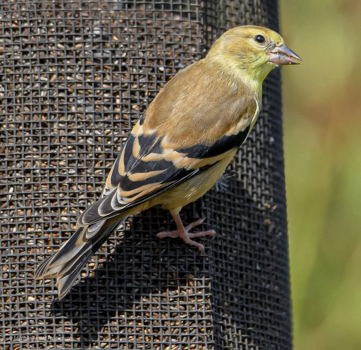 American Goldfinch