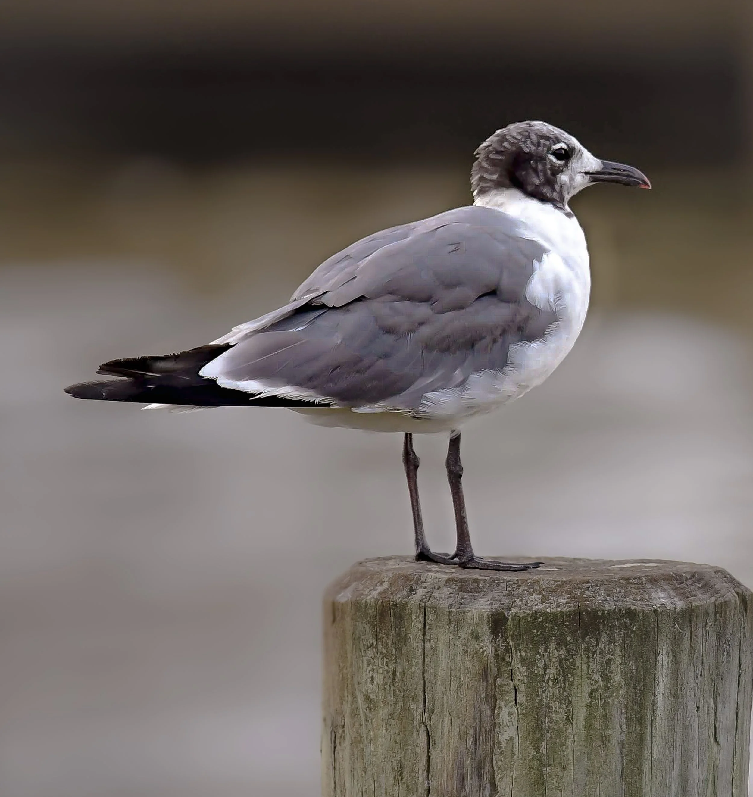 Laughing Gull - Juvenile