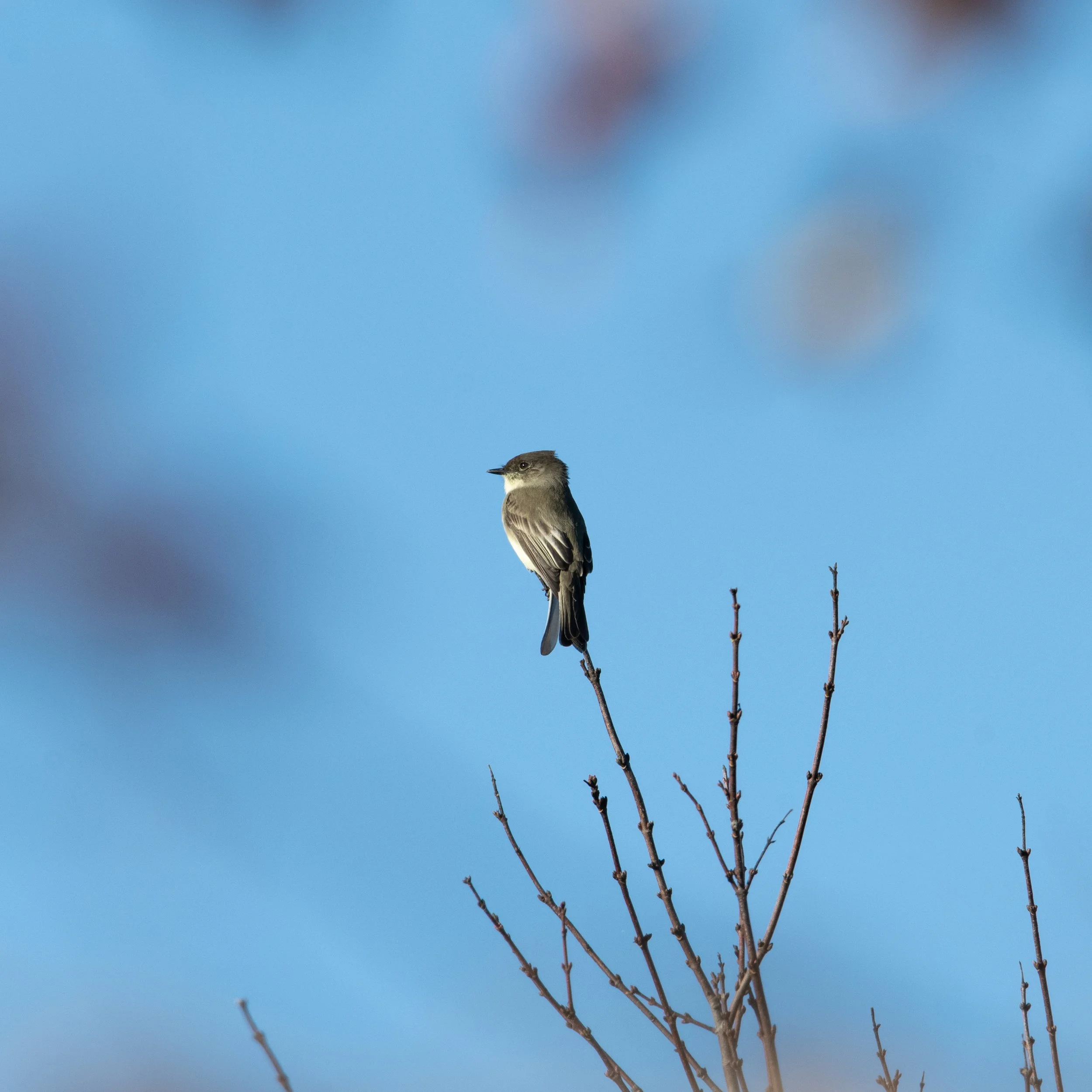 Eastern Phoebe