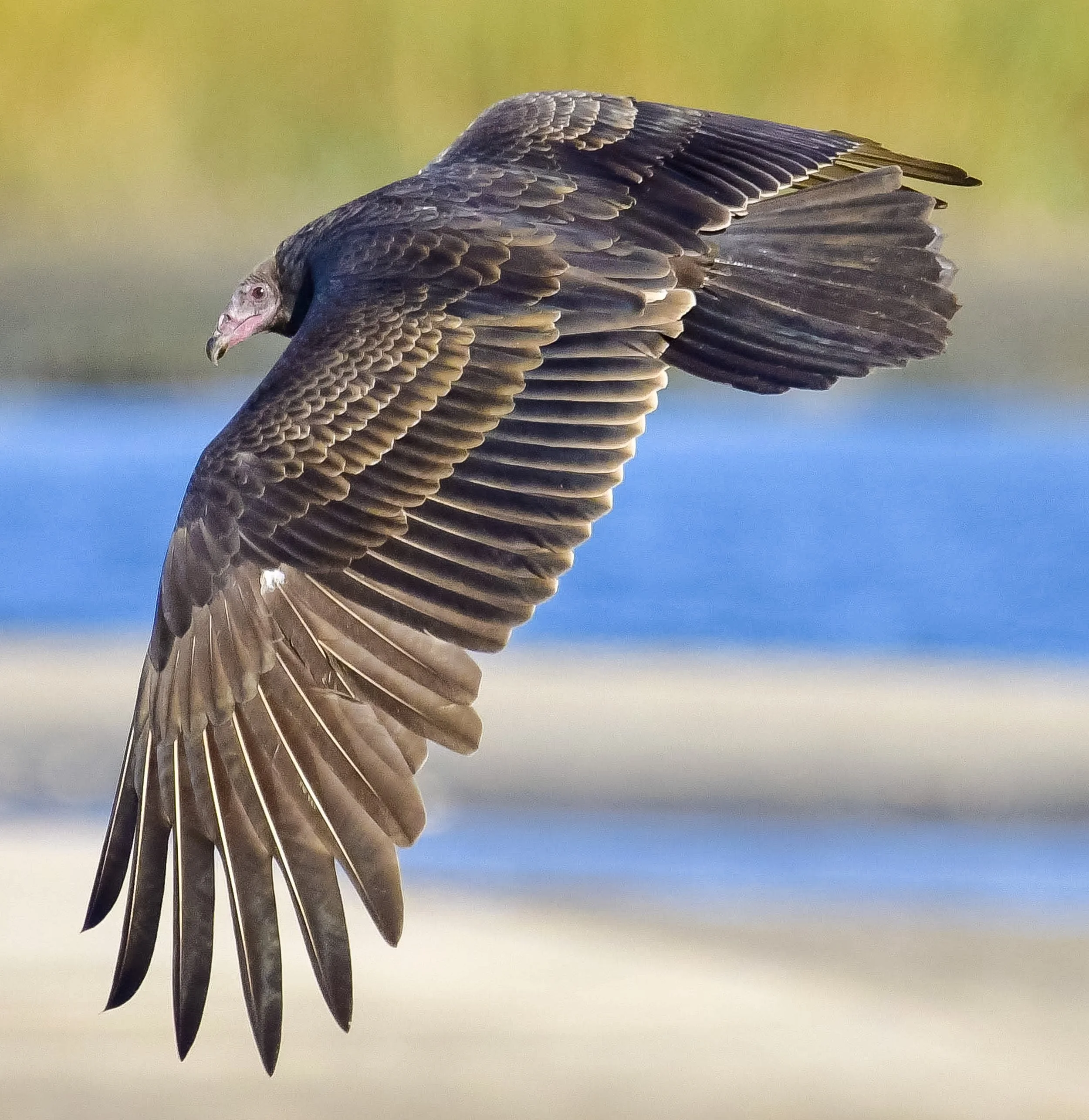 Turkey Vulture