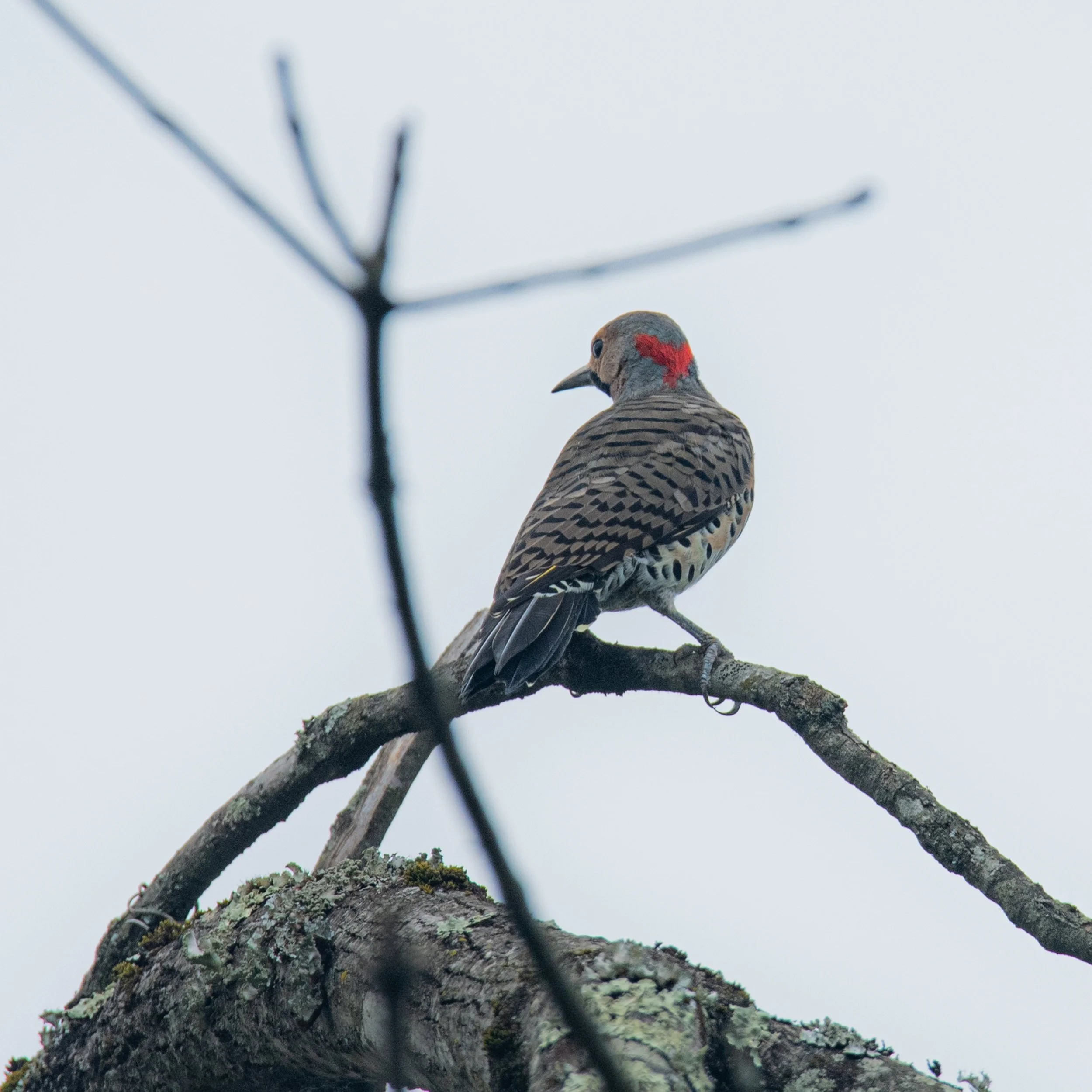 Northern Flicker
