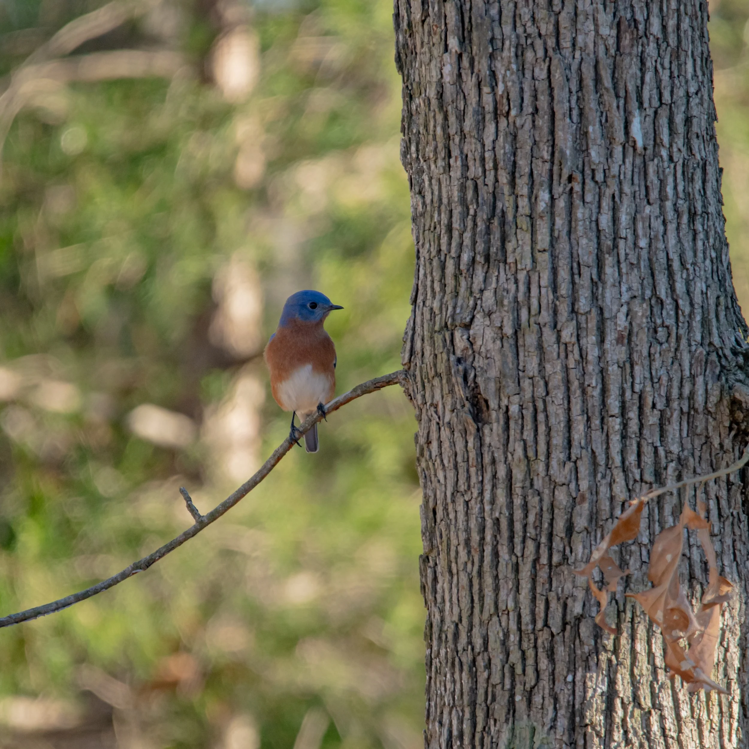 Eastern Bluebird