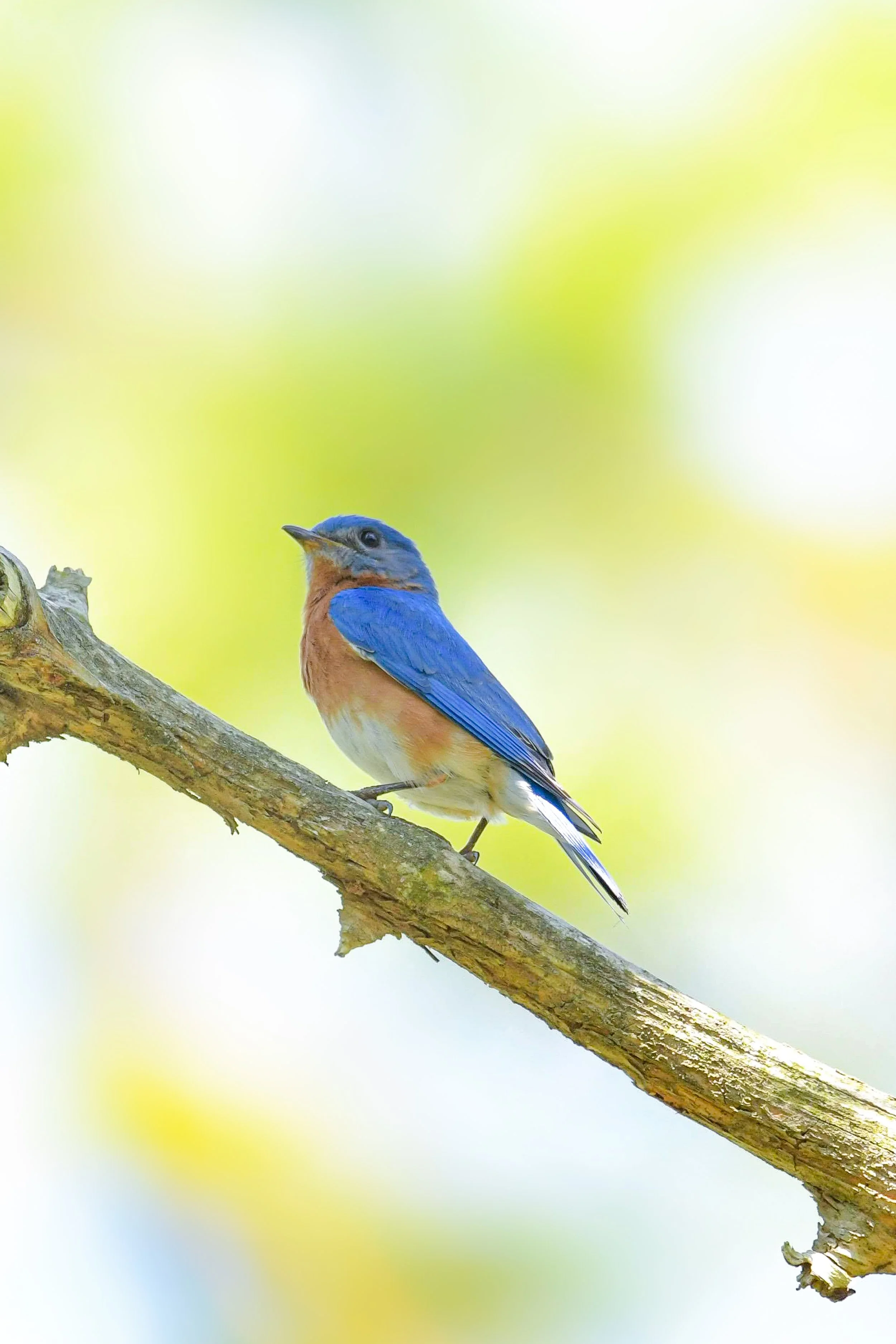 Eastern Bluebird