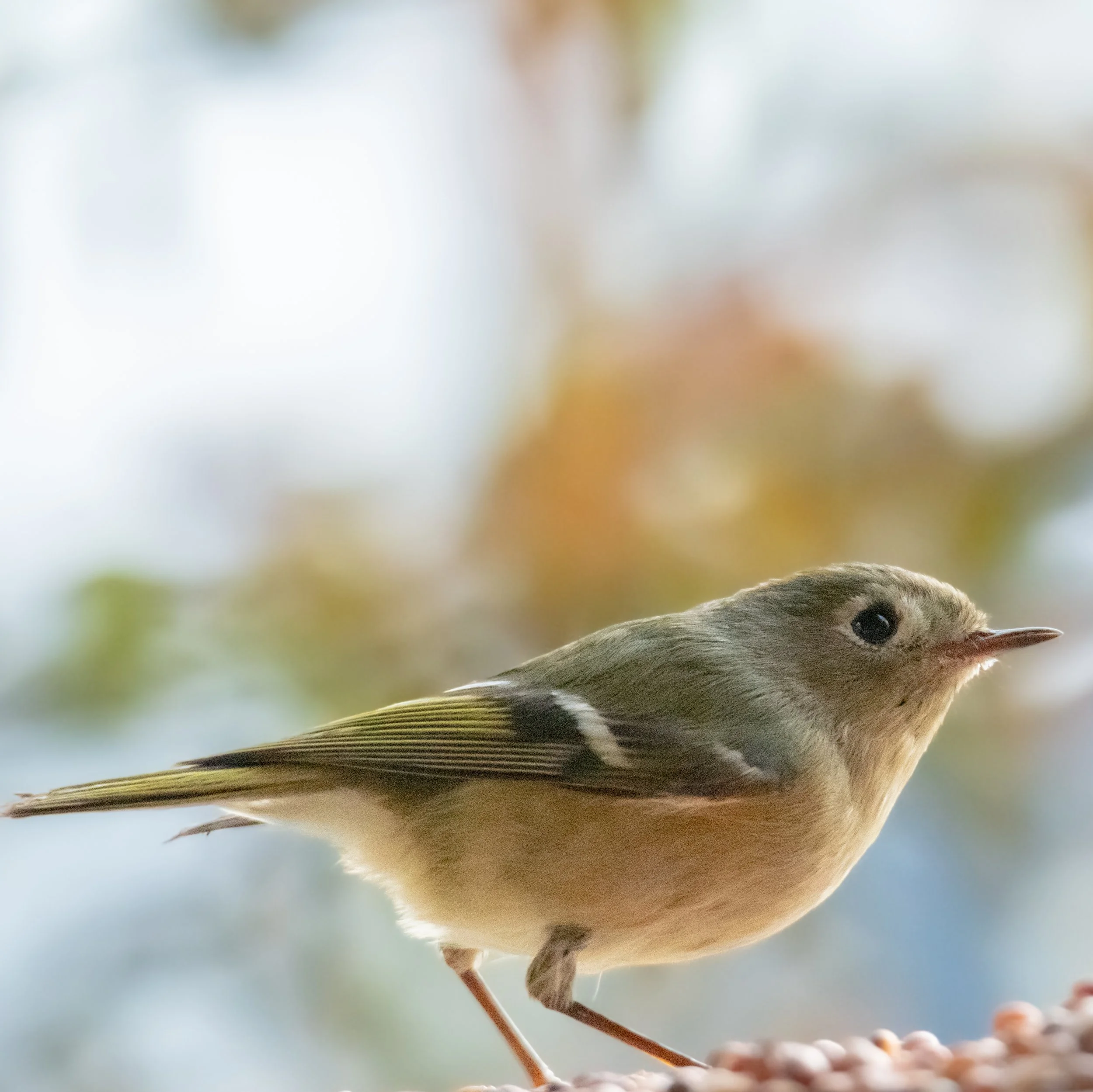 Ruby-crowned Kinglet