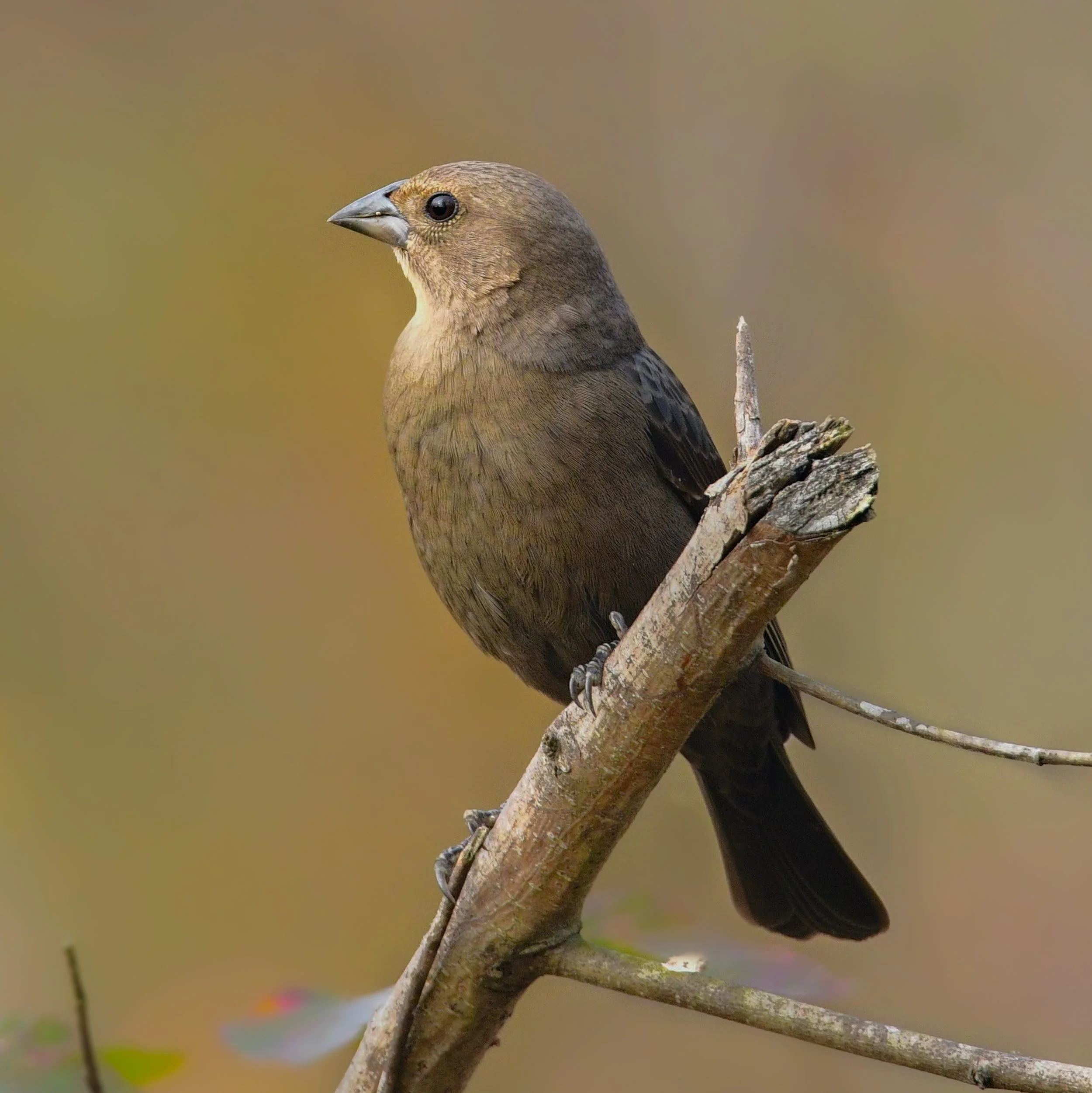 Cowbird