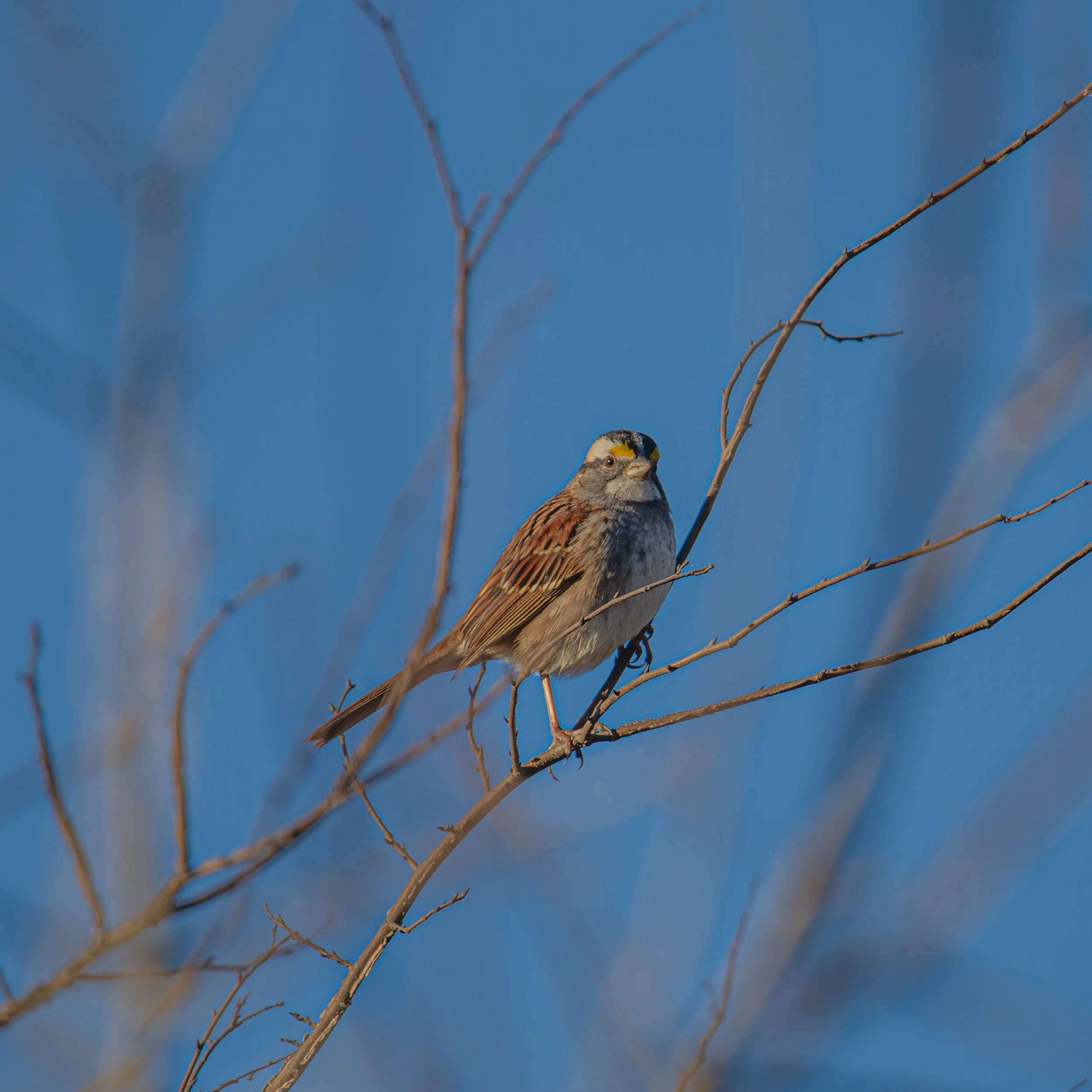White-Throated Sparrow