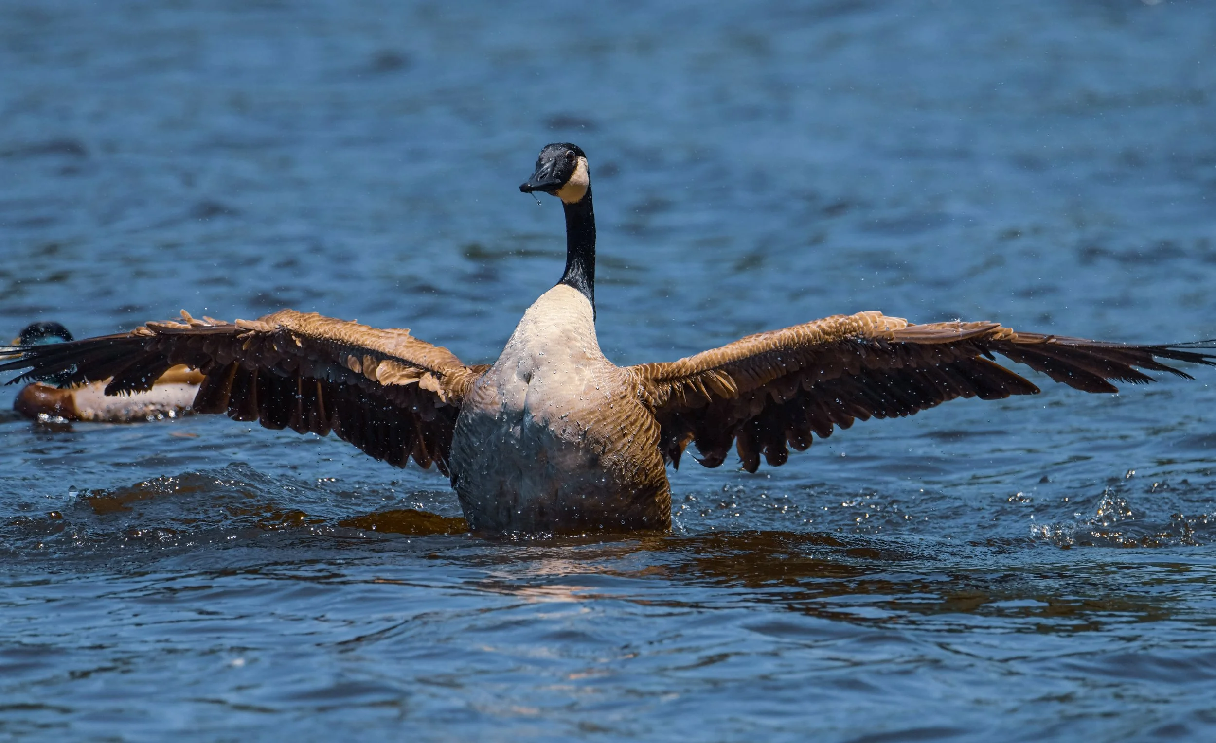 Canada Goose