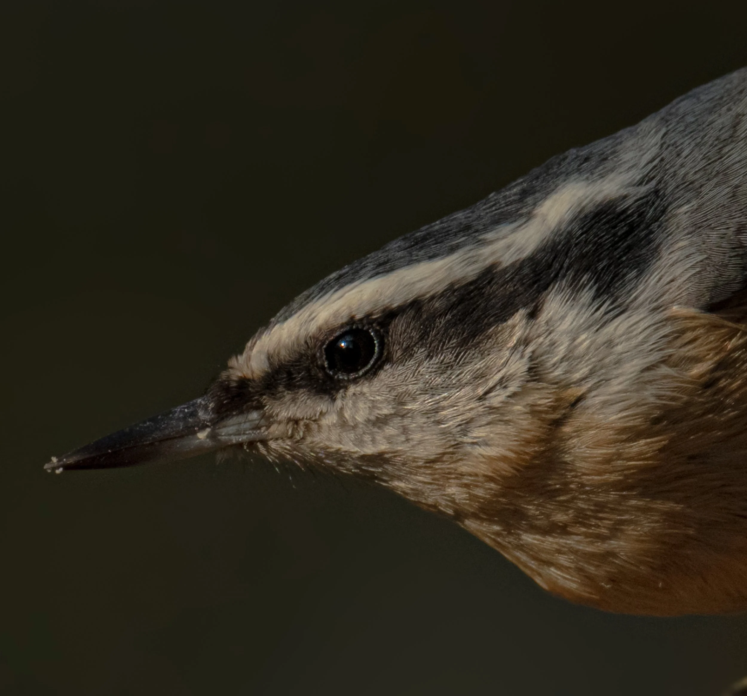 Red-breasted Nuthatch