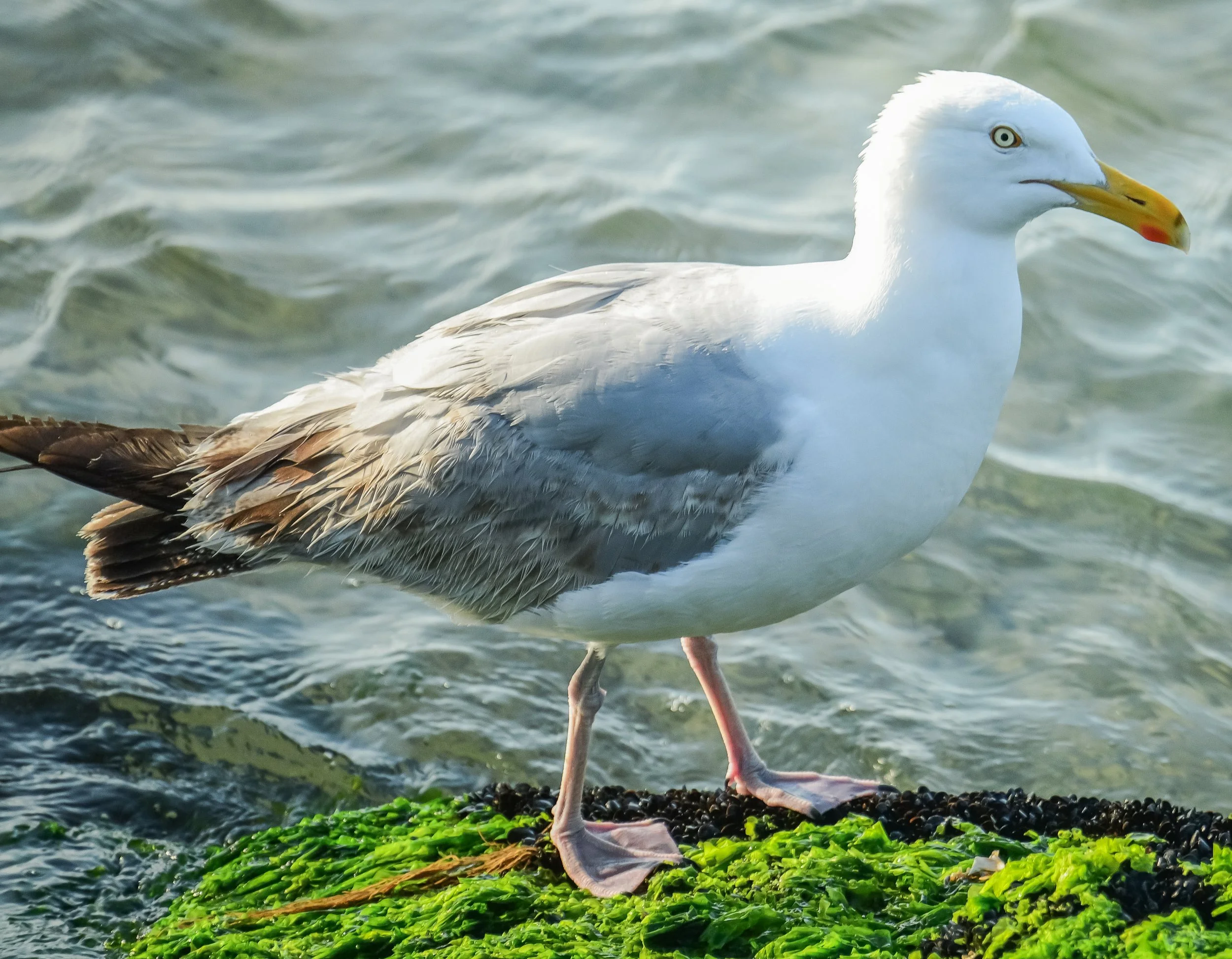 Herring Gull