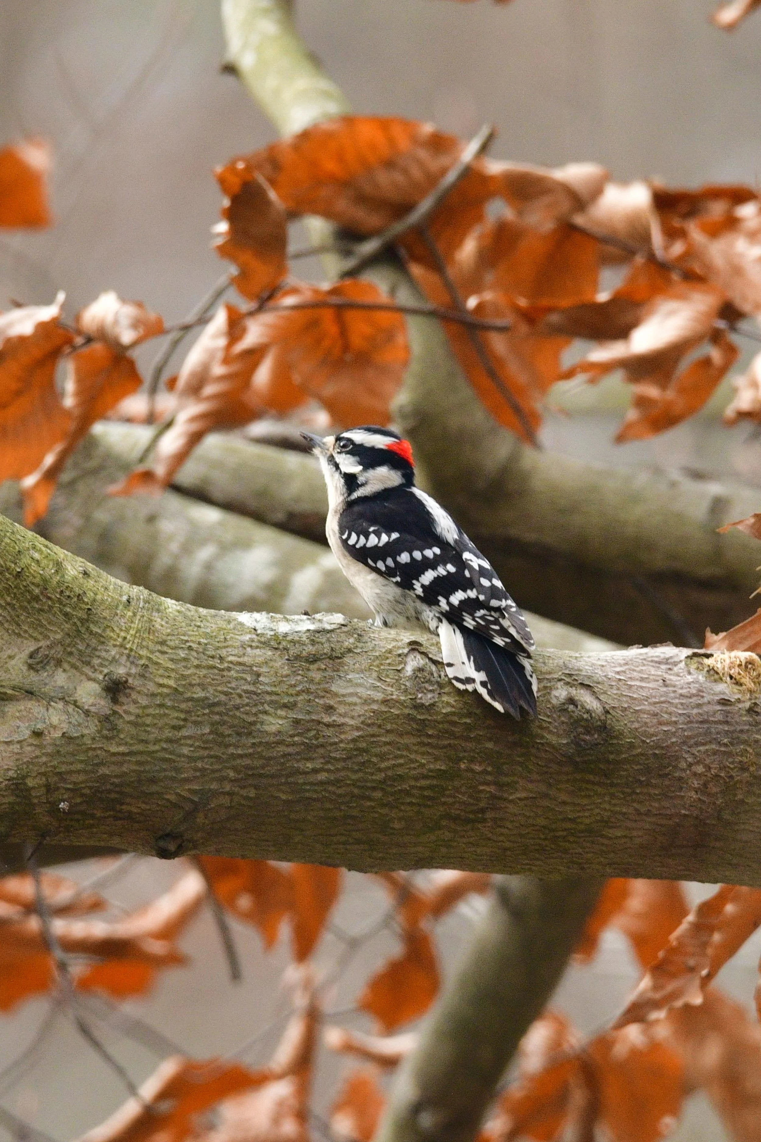 Downy Woodpecker