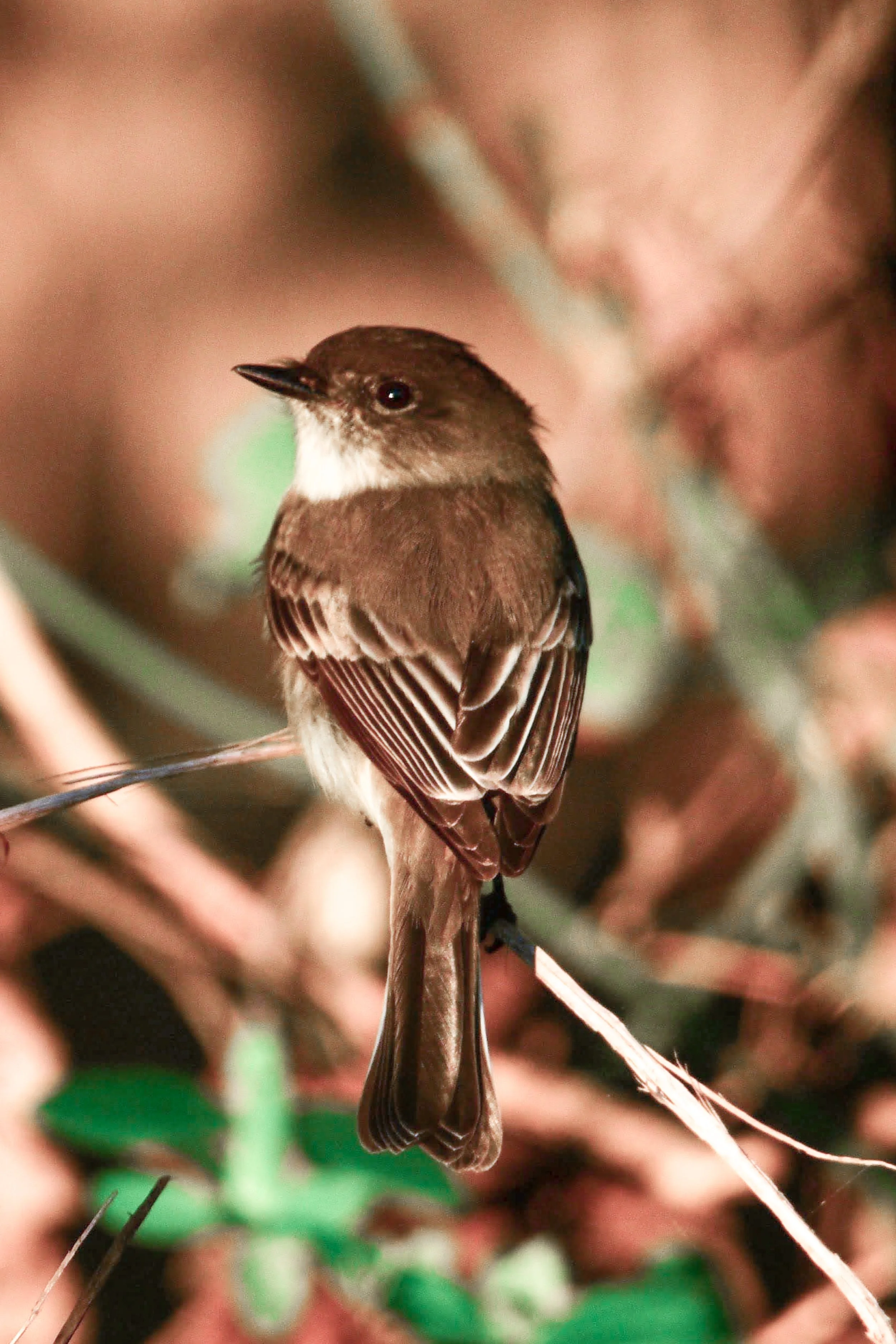 Eastern Peewee