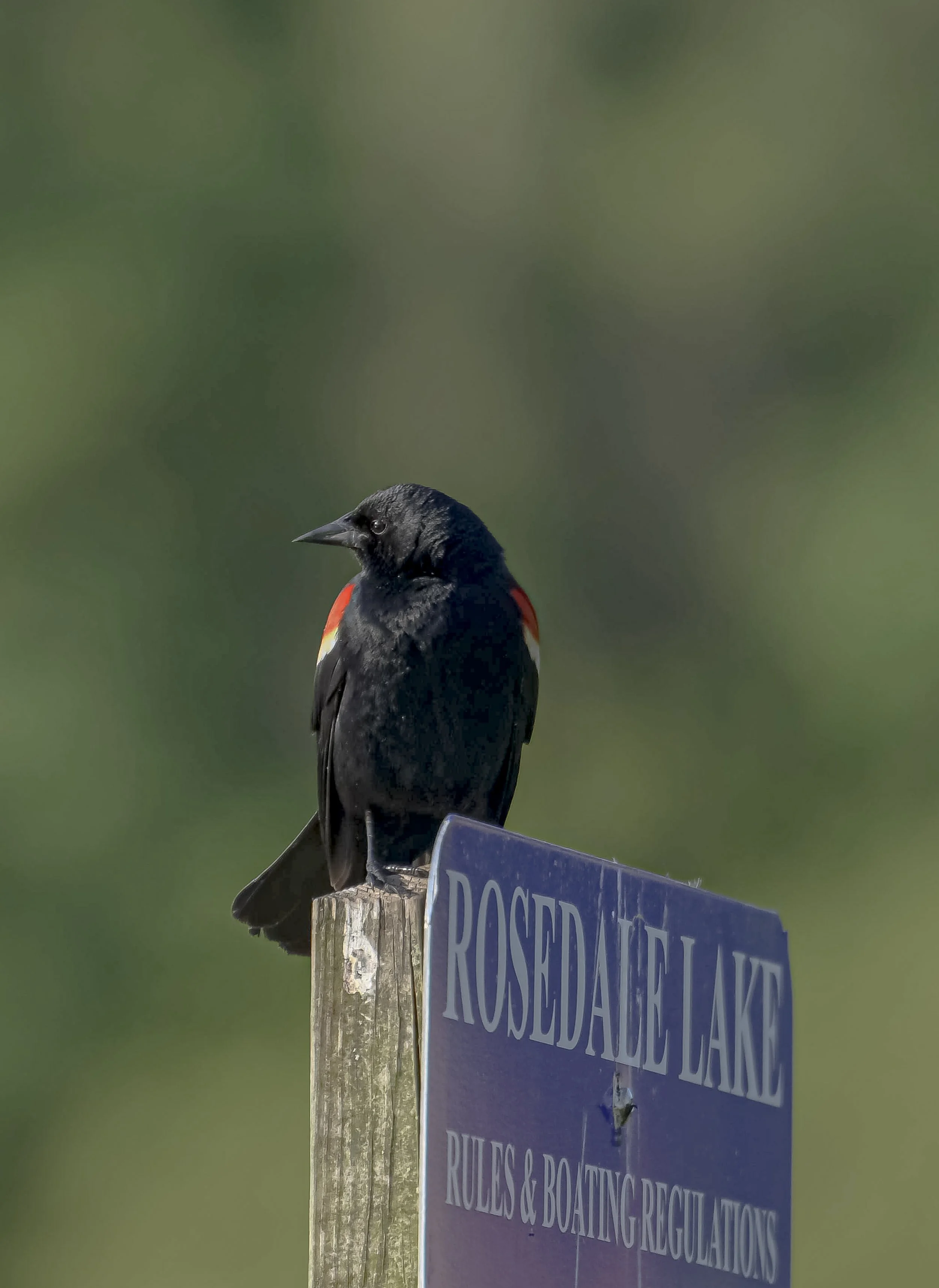 Red-winged Blackbird