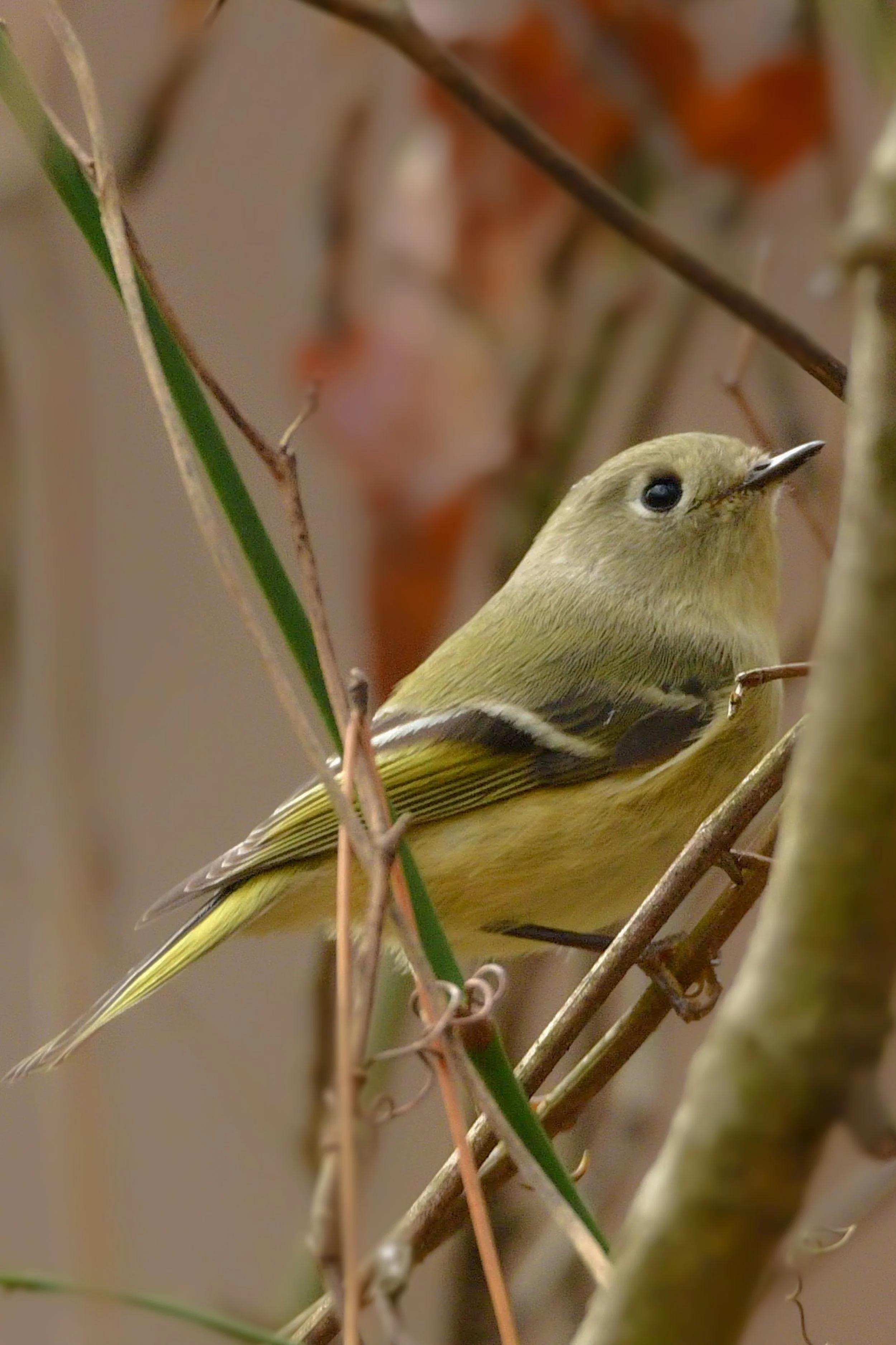 Ruby-crowned Kinglet