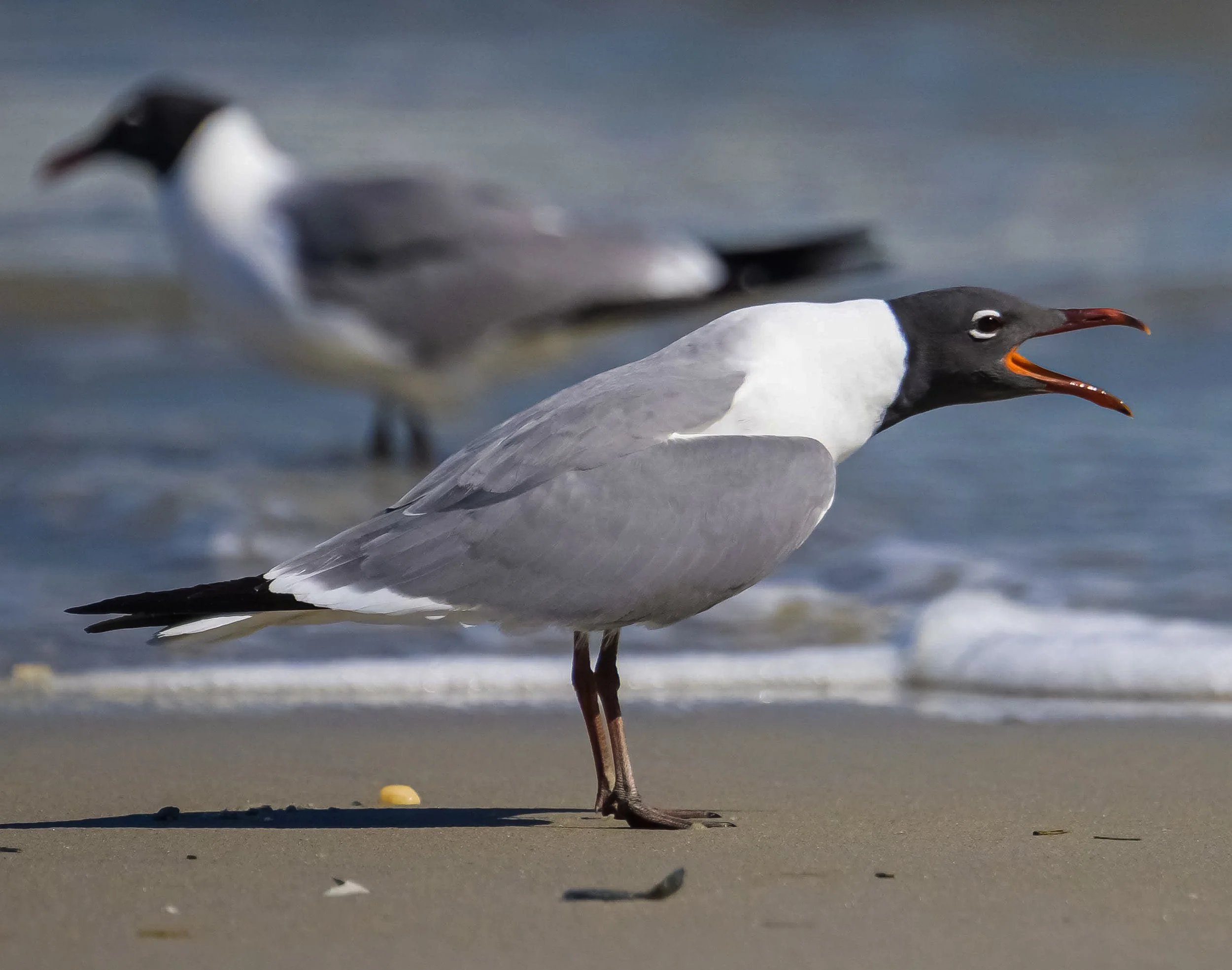 Laughing Gull