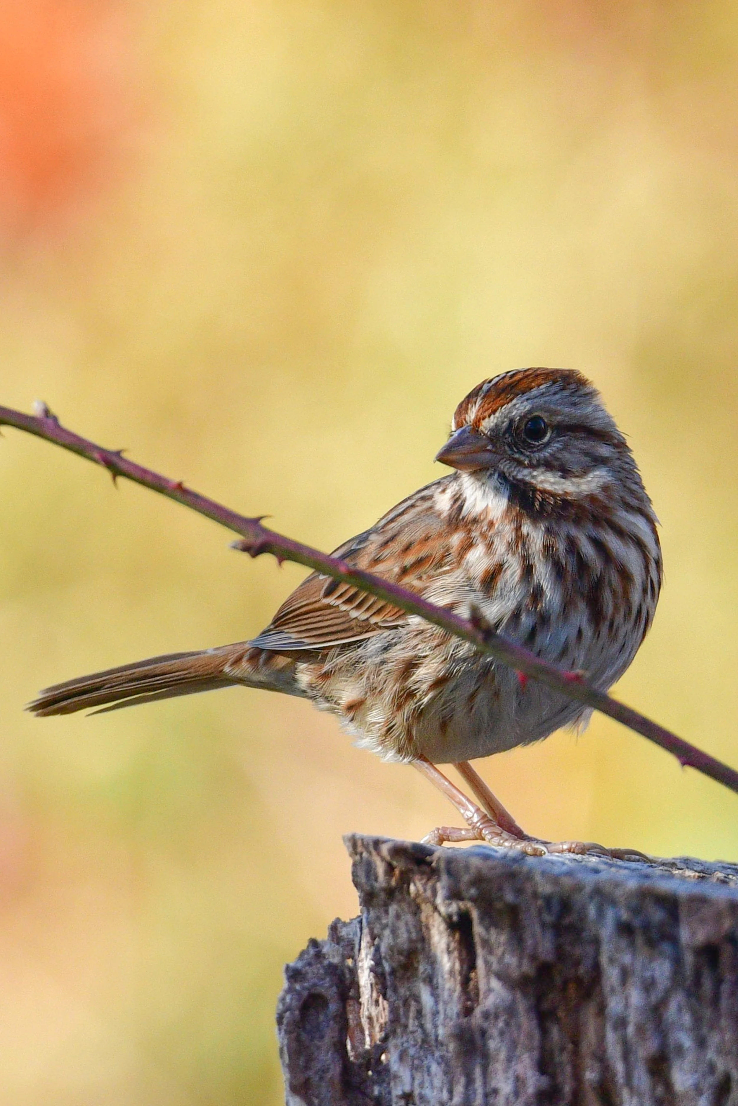 Song Sparrow