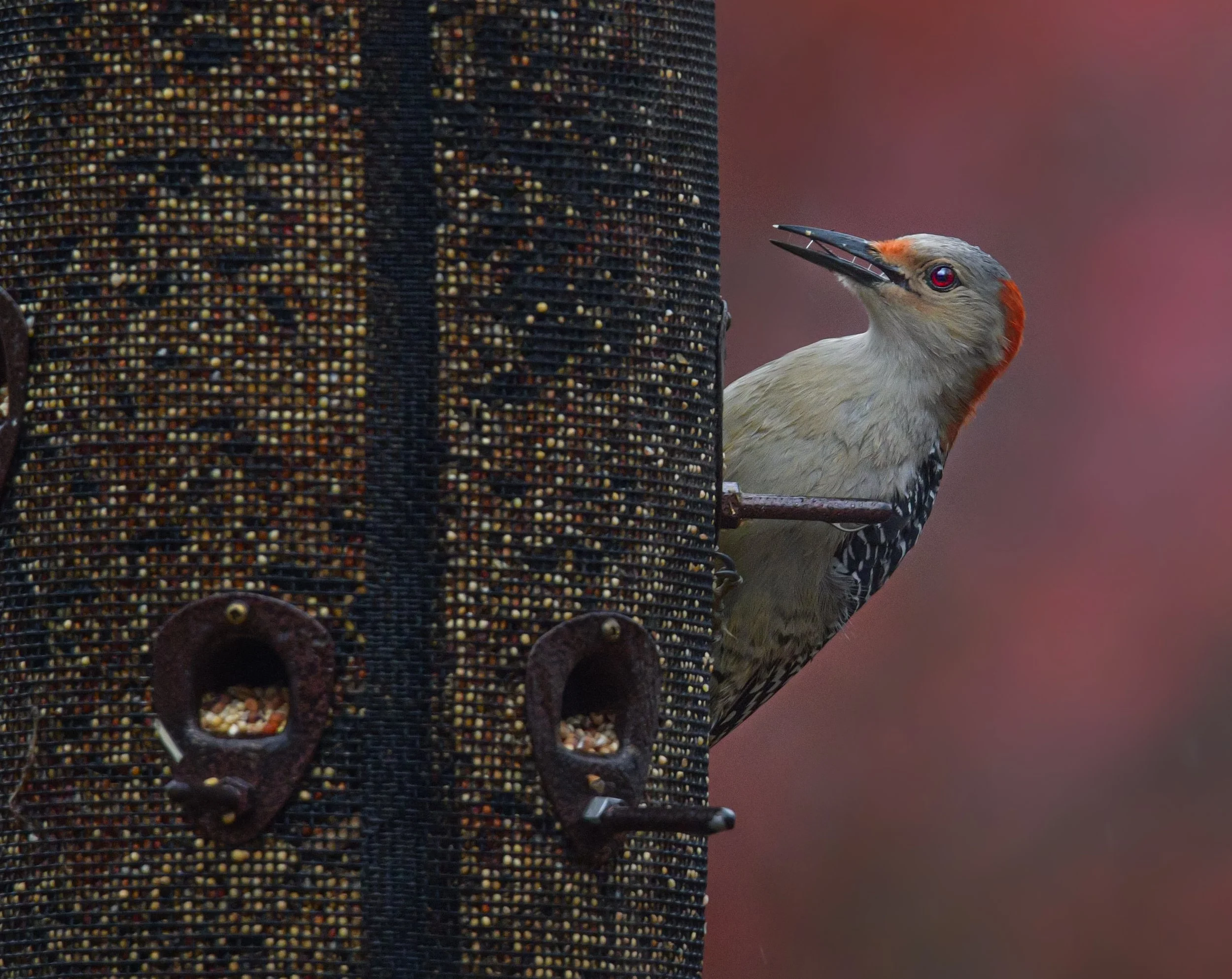 Red-bellied Woodpecker