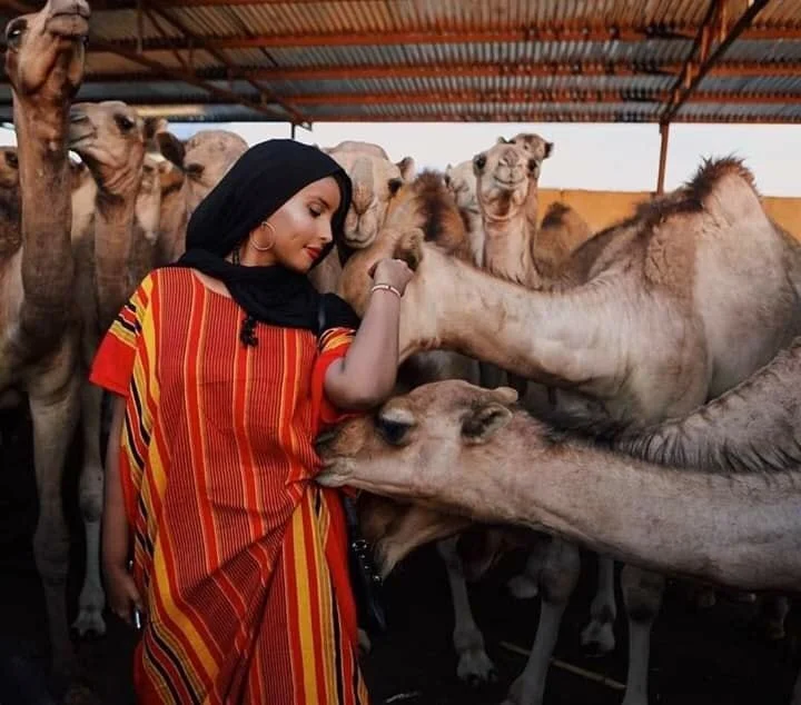 The Somali Camel: More Than an Animal - A Symbol of Survival, Wealth, and Nomadic Ingenuity