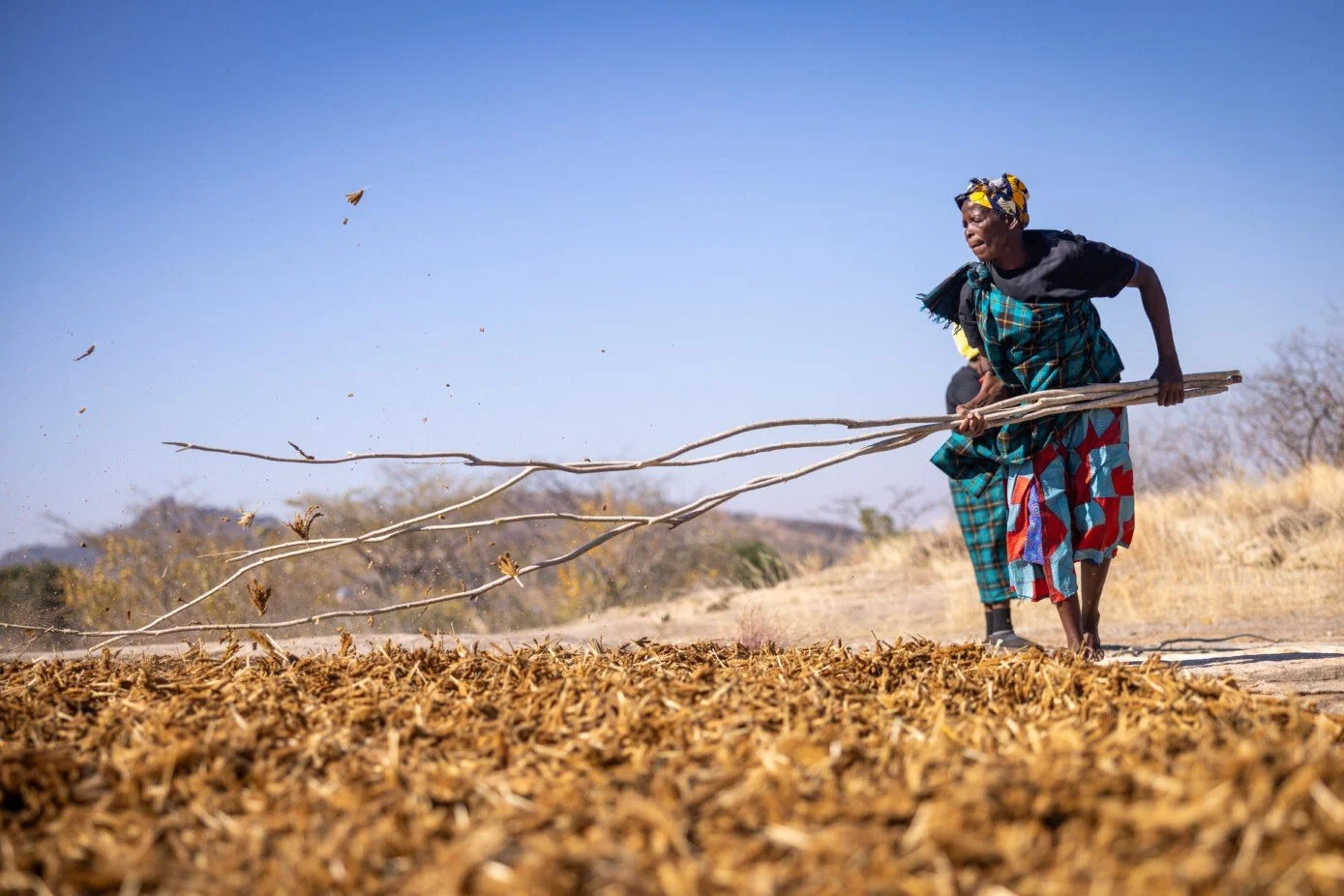 Woman using long wooden sticks to thresh millet spread on the ground in Bikita, Zimbabwe