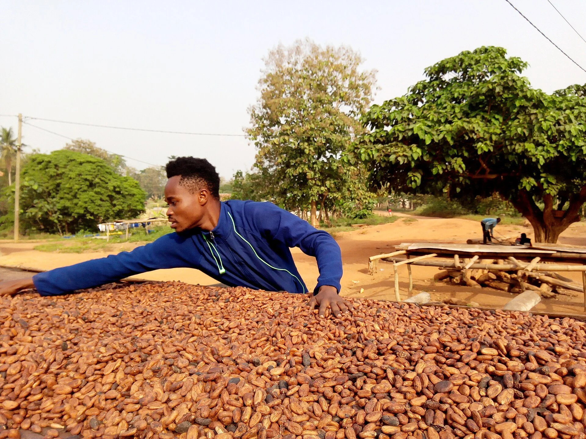 Farmer drying cocoa beans in Juaben Municipal, Ashanti Region, Ghana
