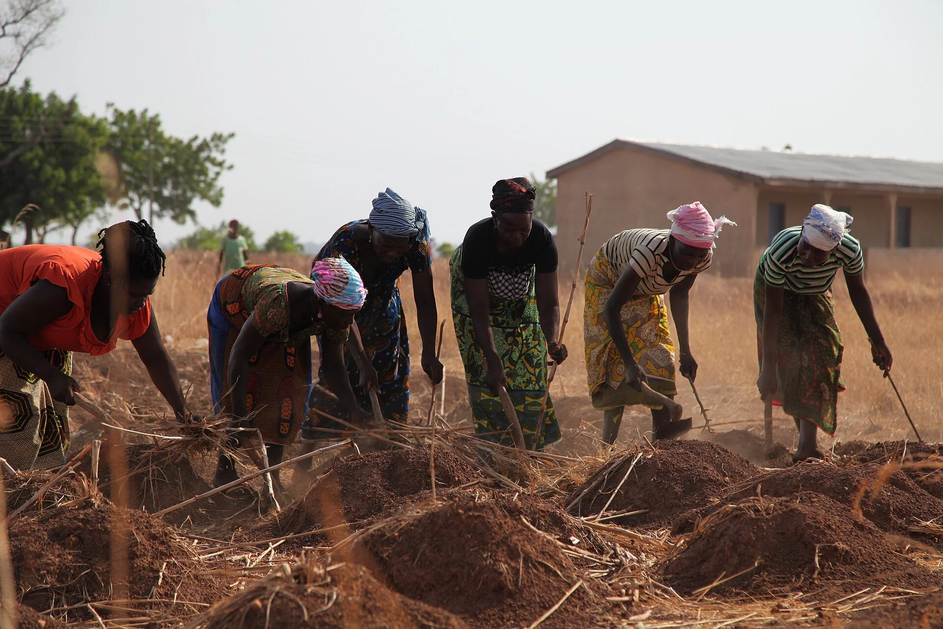 Group of women farmers preparing a field together in Ghana.