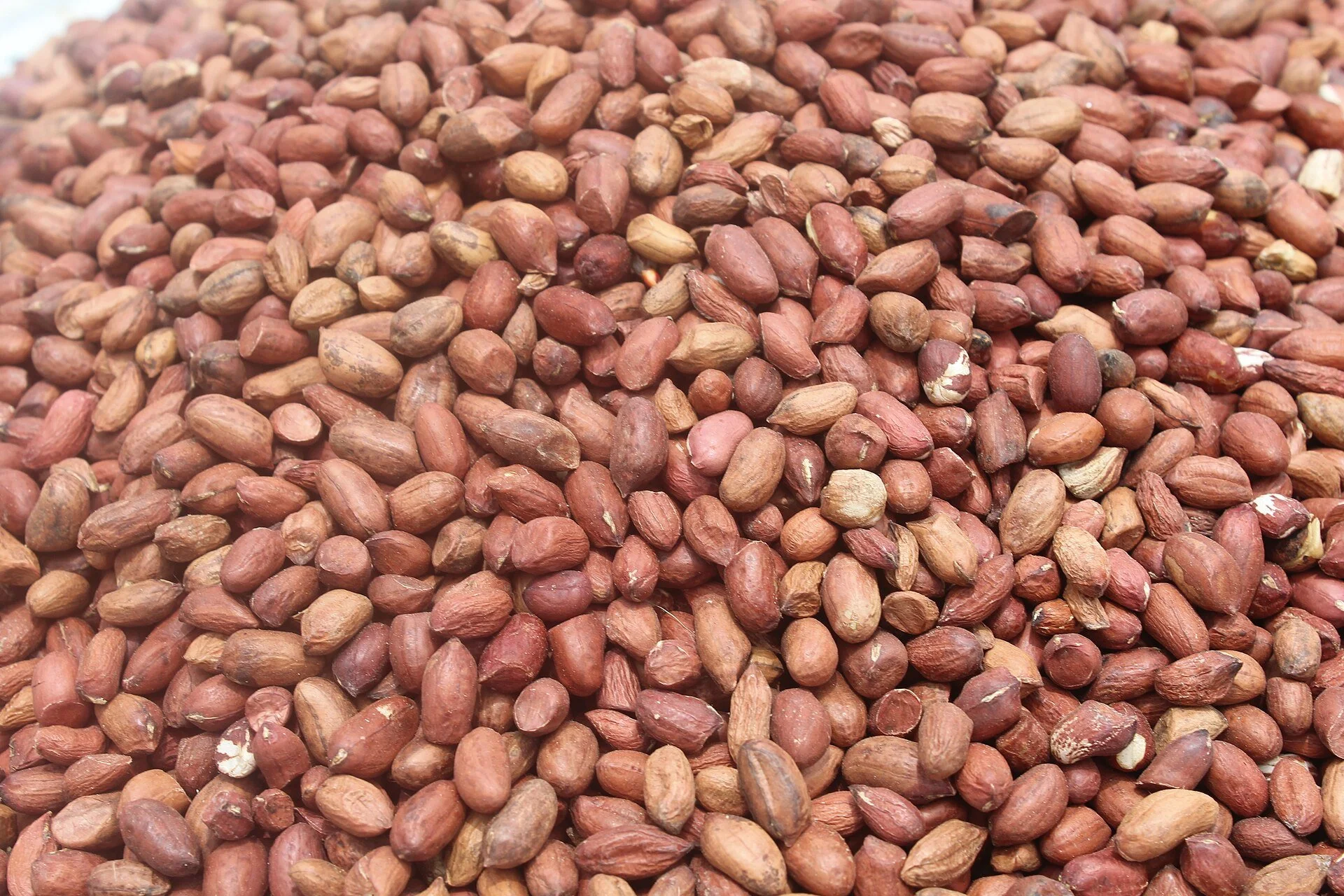 A large quantity of shelled groundnuts displayed for sale at Monday Market in Kakuri, Kaduna, Nigeria