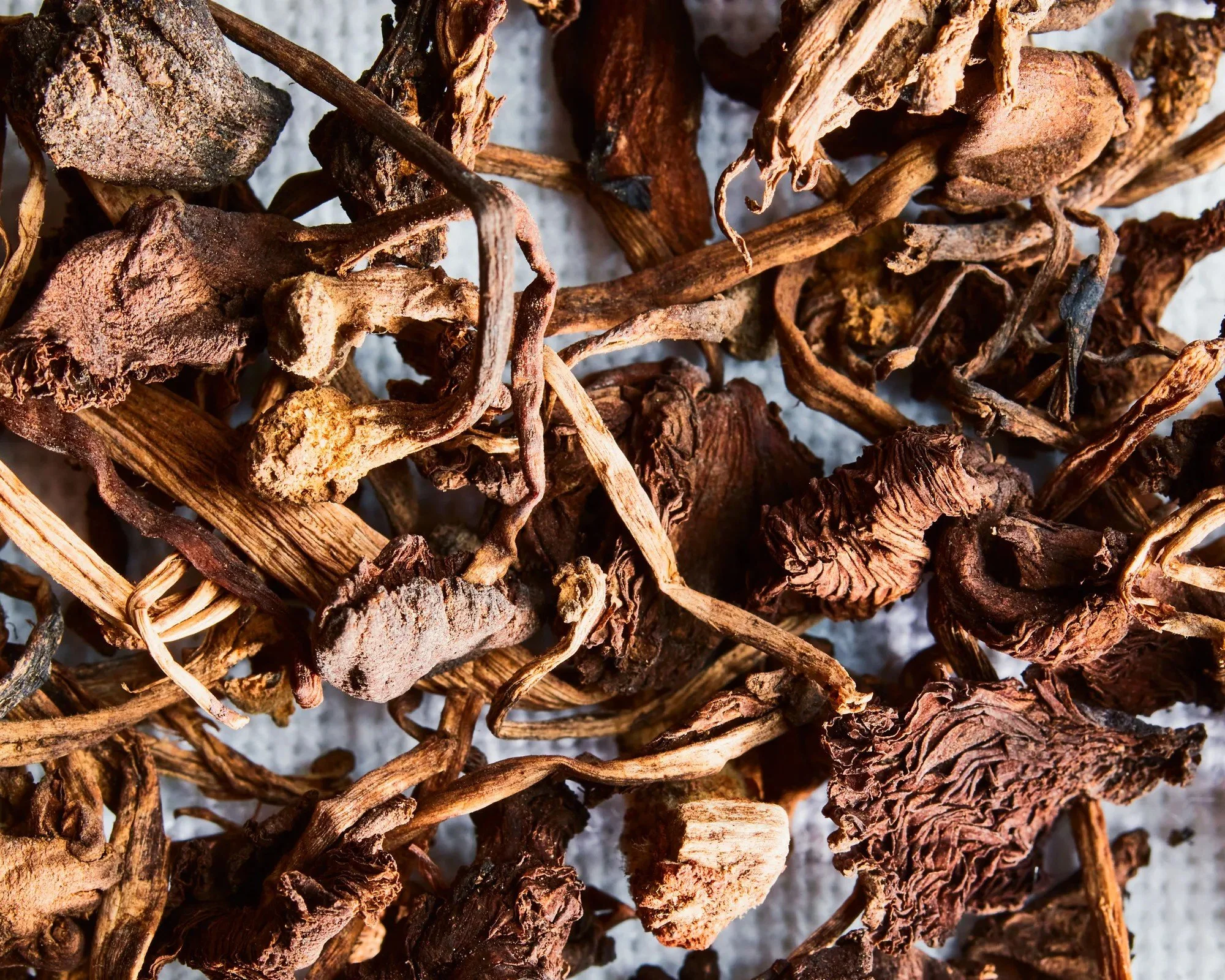 Close-up of dried Haitian djon djon mushrooms