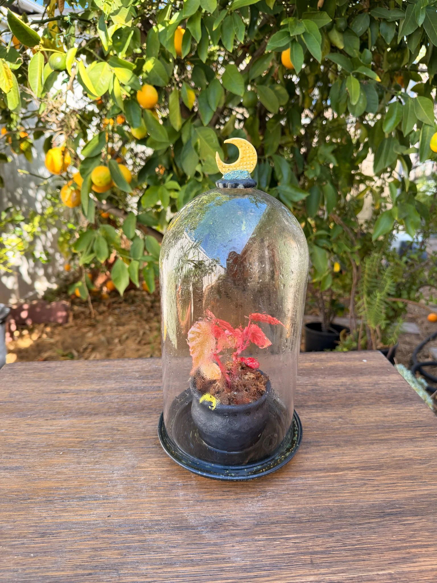 Enchanted Forest (cloche Greenhouse, frog, mushrooms, crescent) (5.5W×10 inch H Dome)