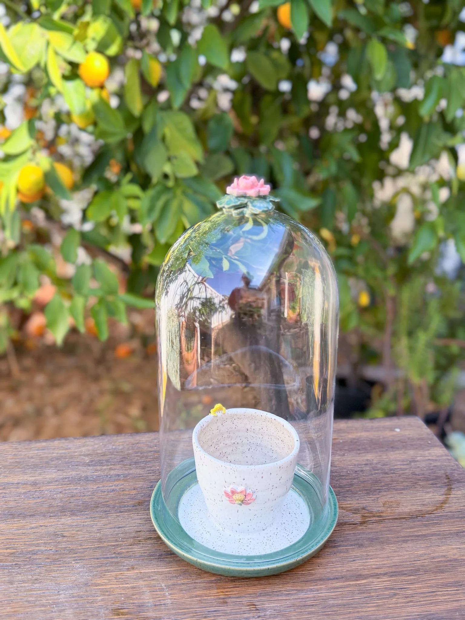 Jade Cloche Greenhouse (frog, lotus, handmade lotus knob) "discounted" (5.5W×10 inch H Dome)