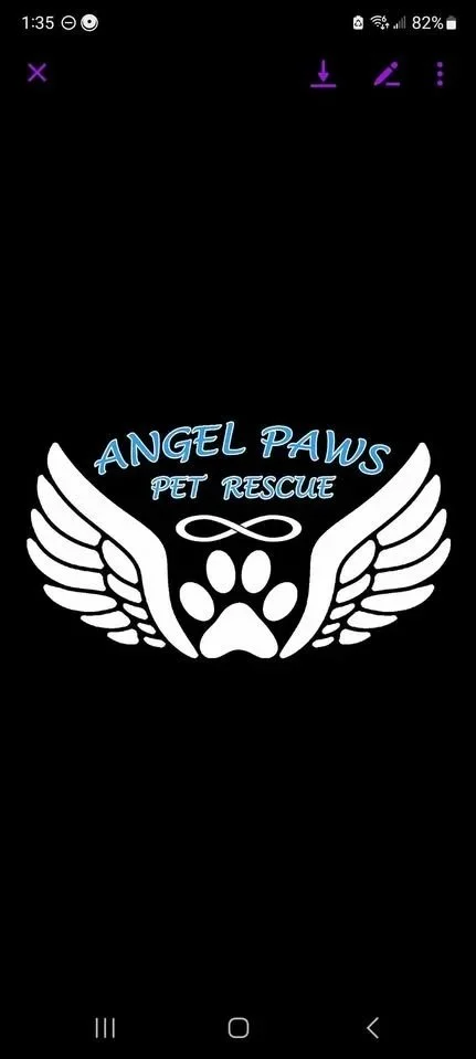 Bingo Night - Presented by the Angel Paws Pet Rescue 