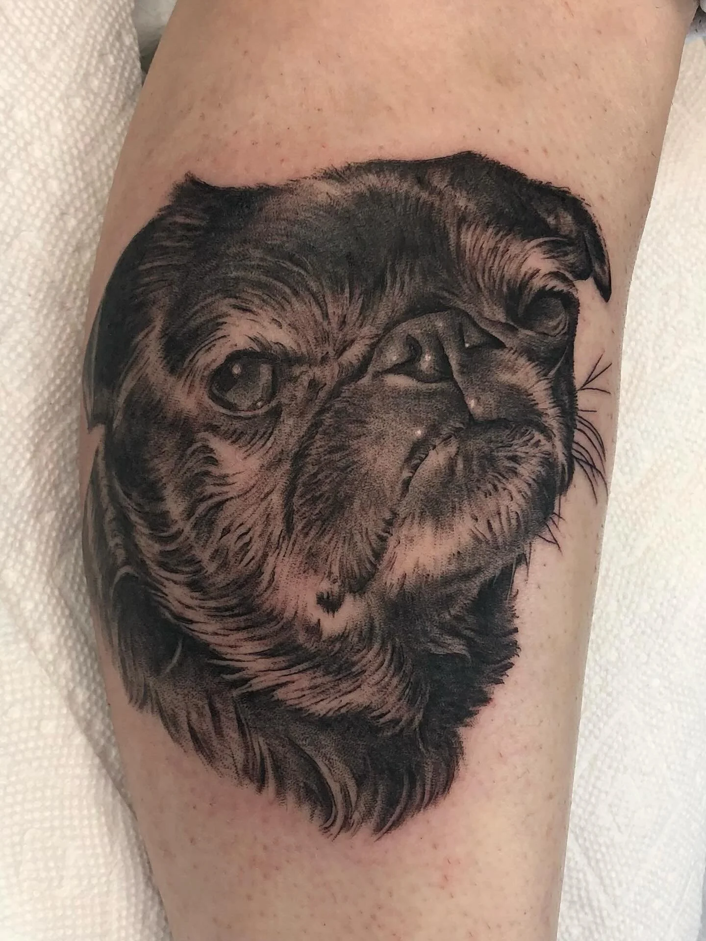 Pet portraits are one of my favorite things to tattoo. Booking a portrait for your favorite fur friend is easy, just DM or email me at benthompsontattooer@gmail.com 🐶 🐱