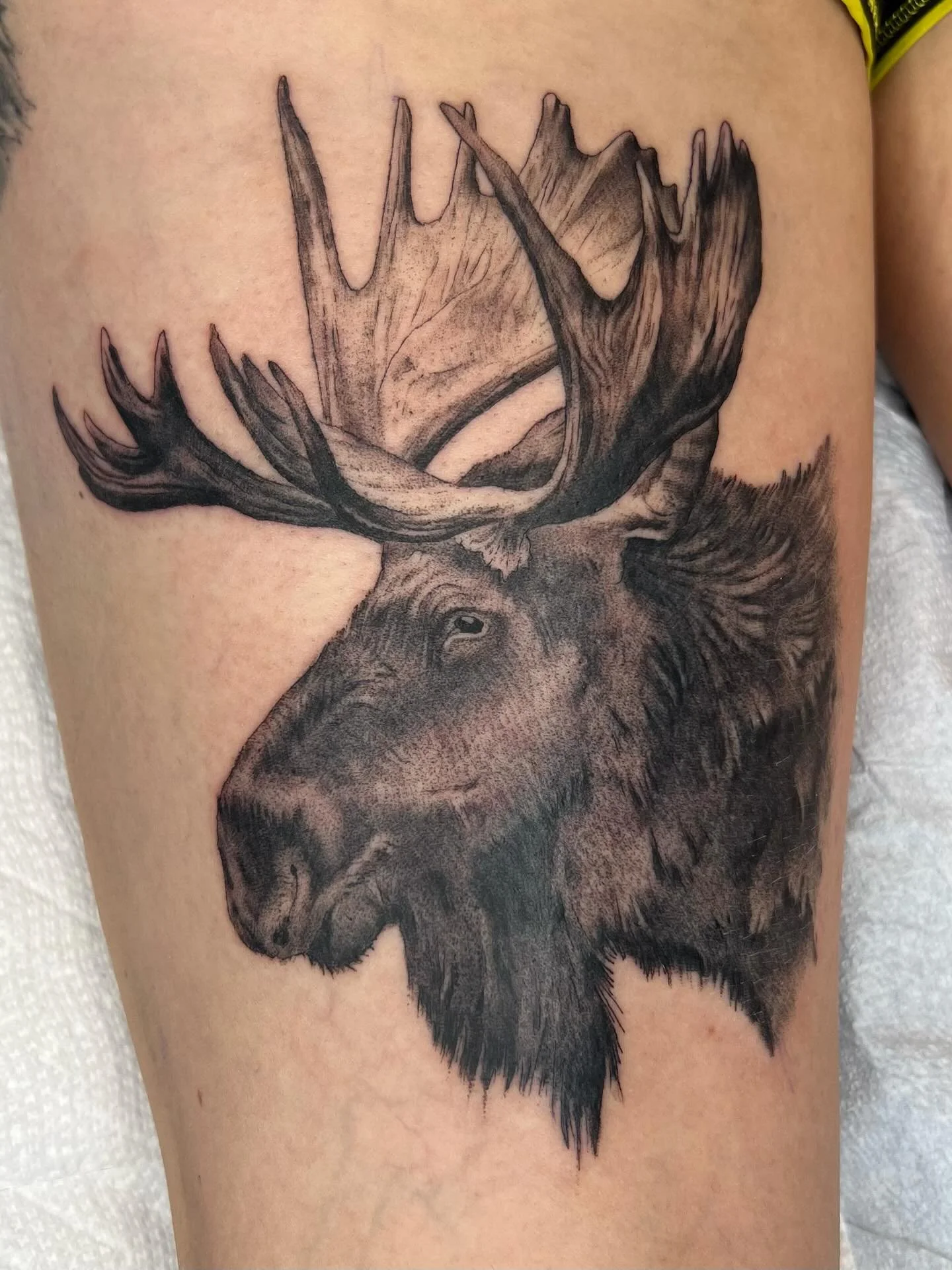 A moose I tattooed in 2023 but never posted