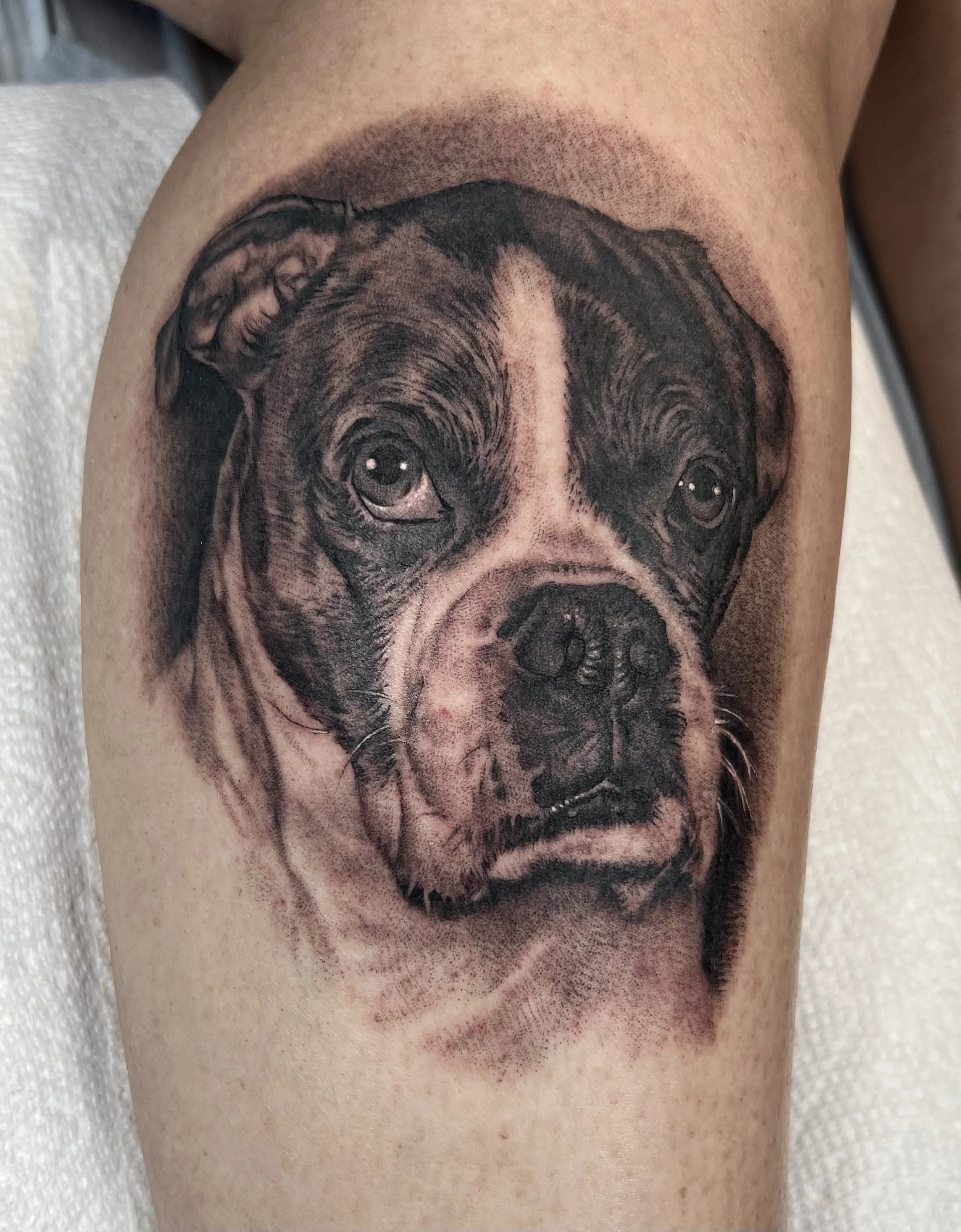 Tattoo of a realistic dog's face, possibly a pitbull, on a person's thigh.