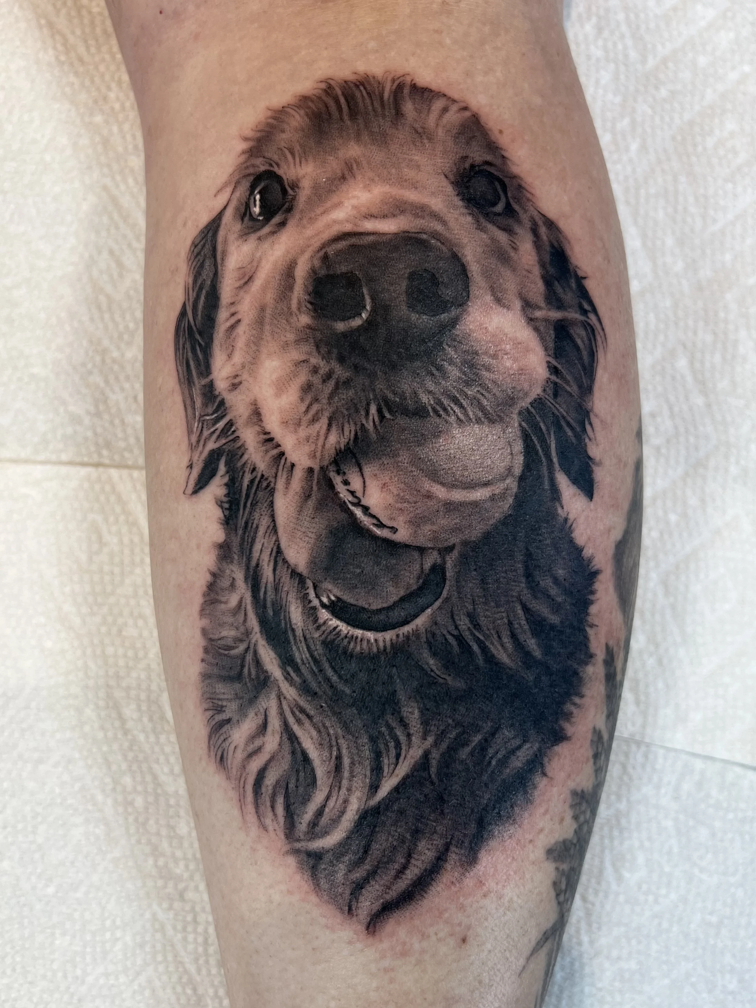 Black and gray realistic tattoo of a Labrador retriever dog with a ball in its mouth on a person's arm.